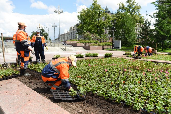 Высадка однолетних растений в Москве