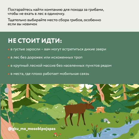 Квадрат грибы 05.jpg