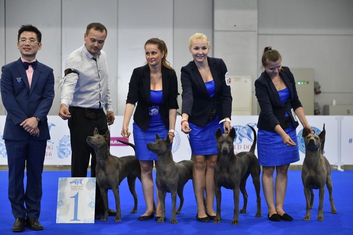Всемирная выставка собак World Dog Show 2016 в МВЦ «Крокус Экспо»