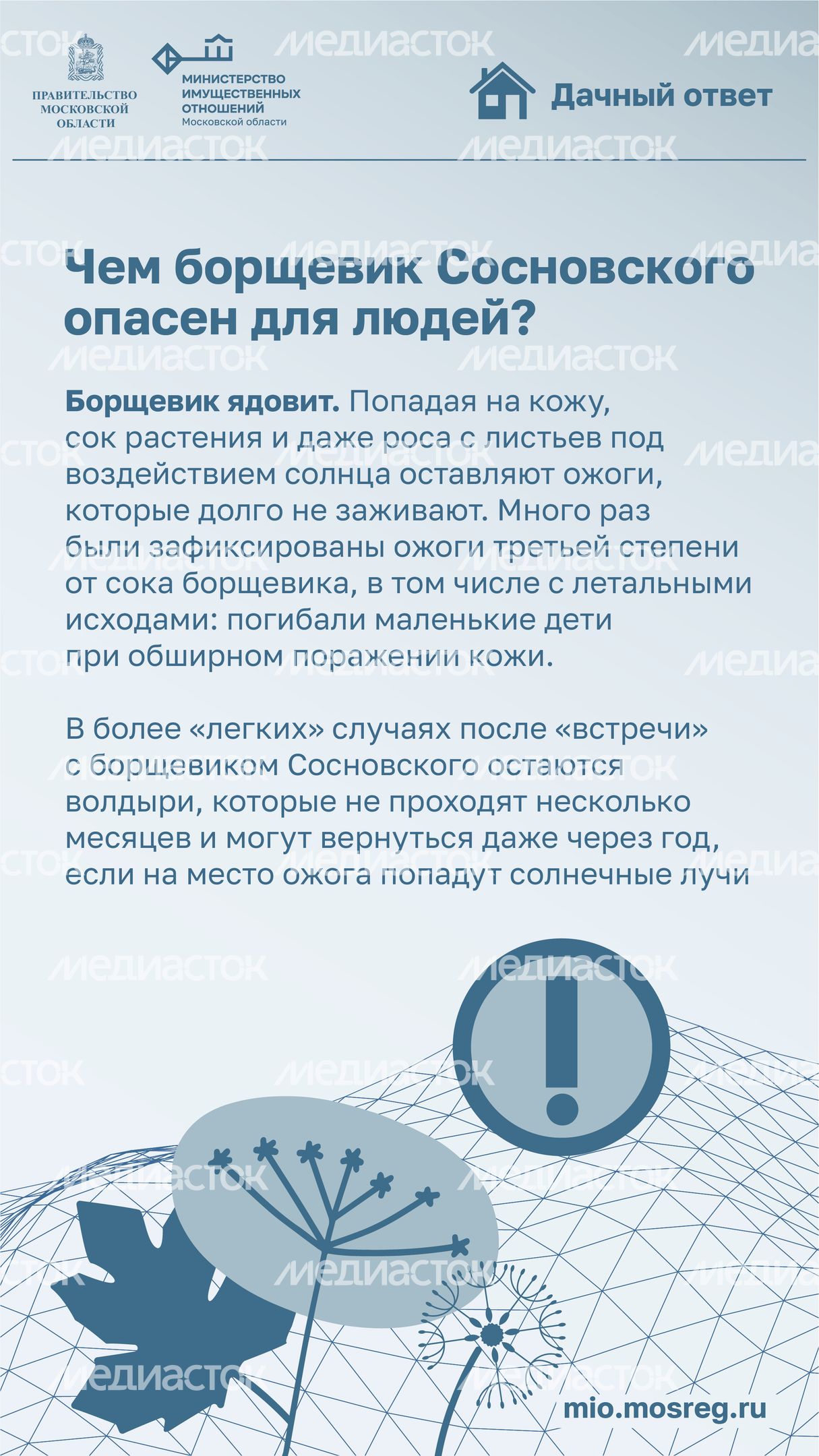 Дачный ответ_борщевик-02.jpg