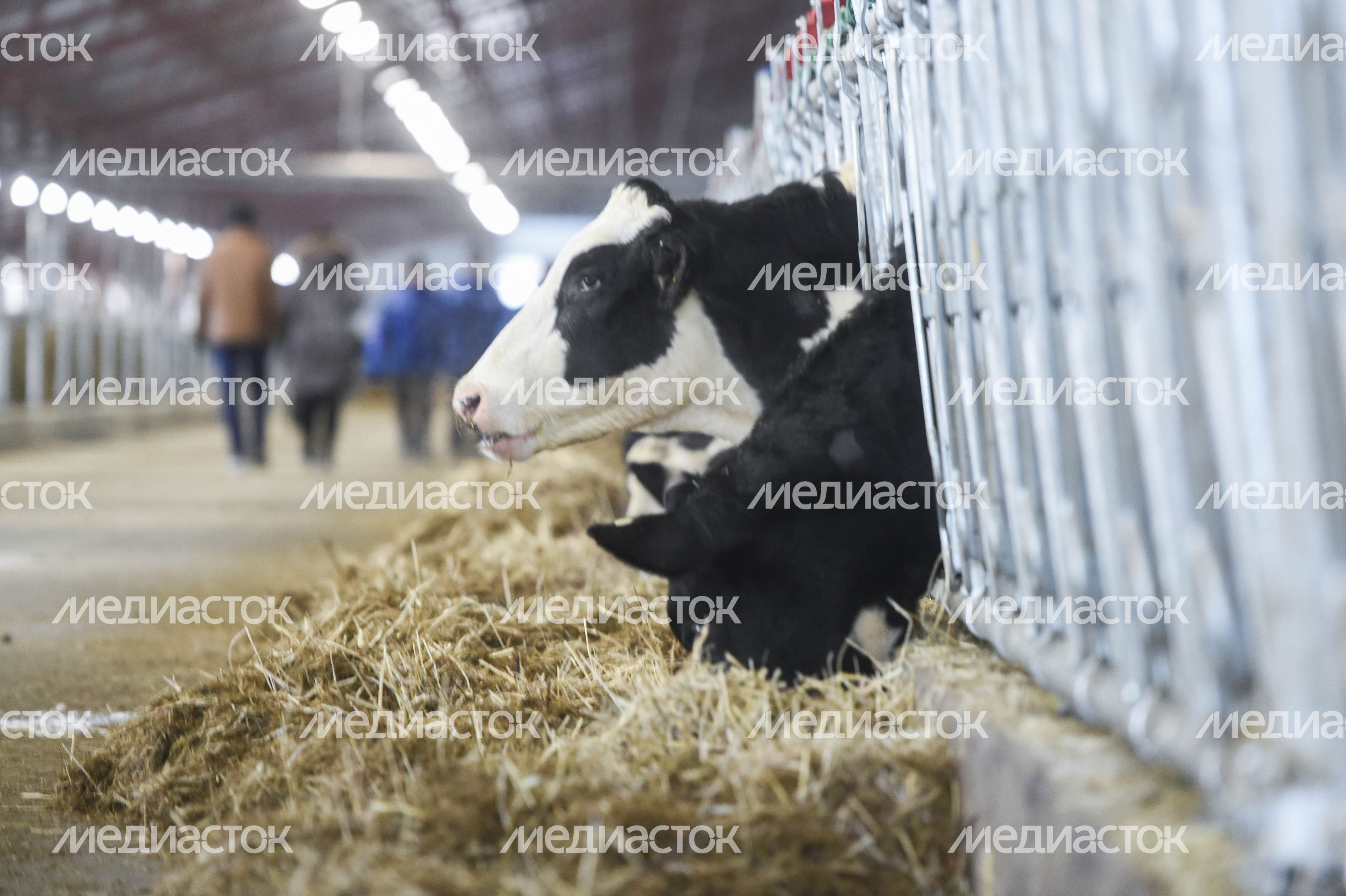Открытие нового молочного комплекса TH True Milk в Подмосковье, 2 часть