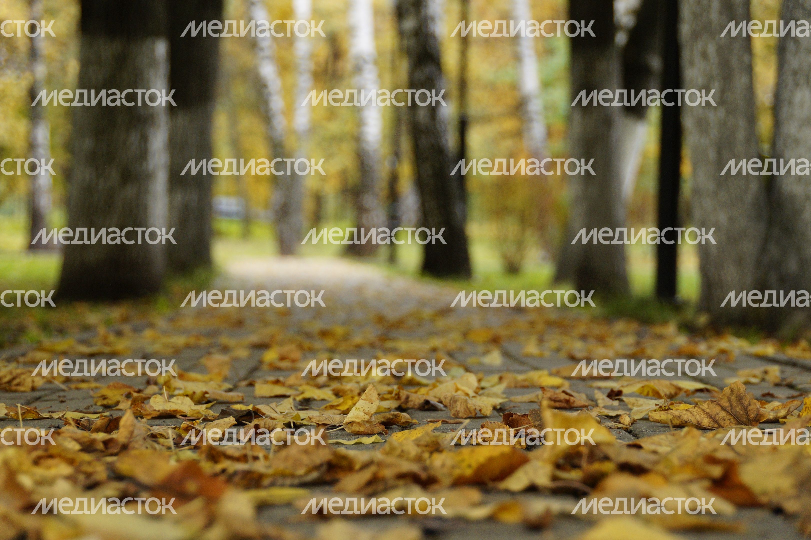 Осень в Подмосковье