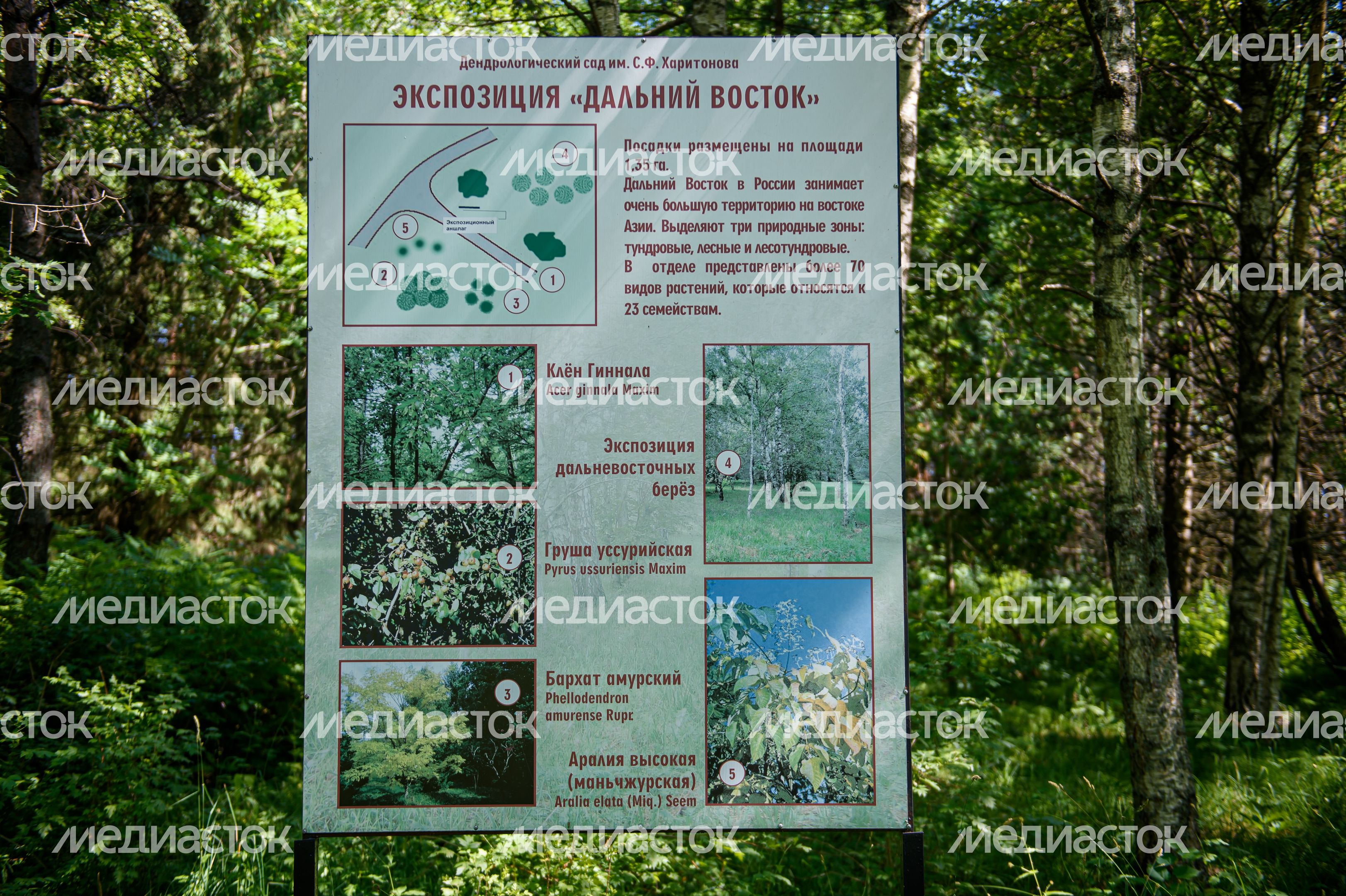Переславский дендрологический сад имени Сергея Фёдоровича Харитонова