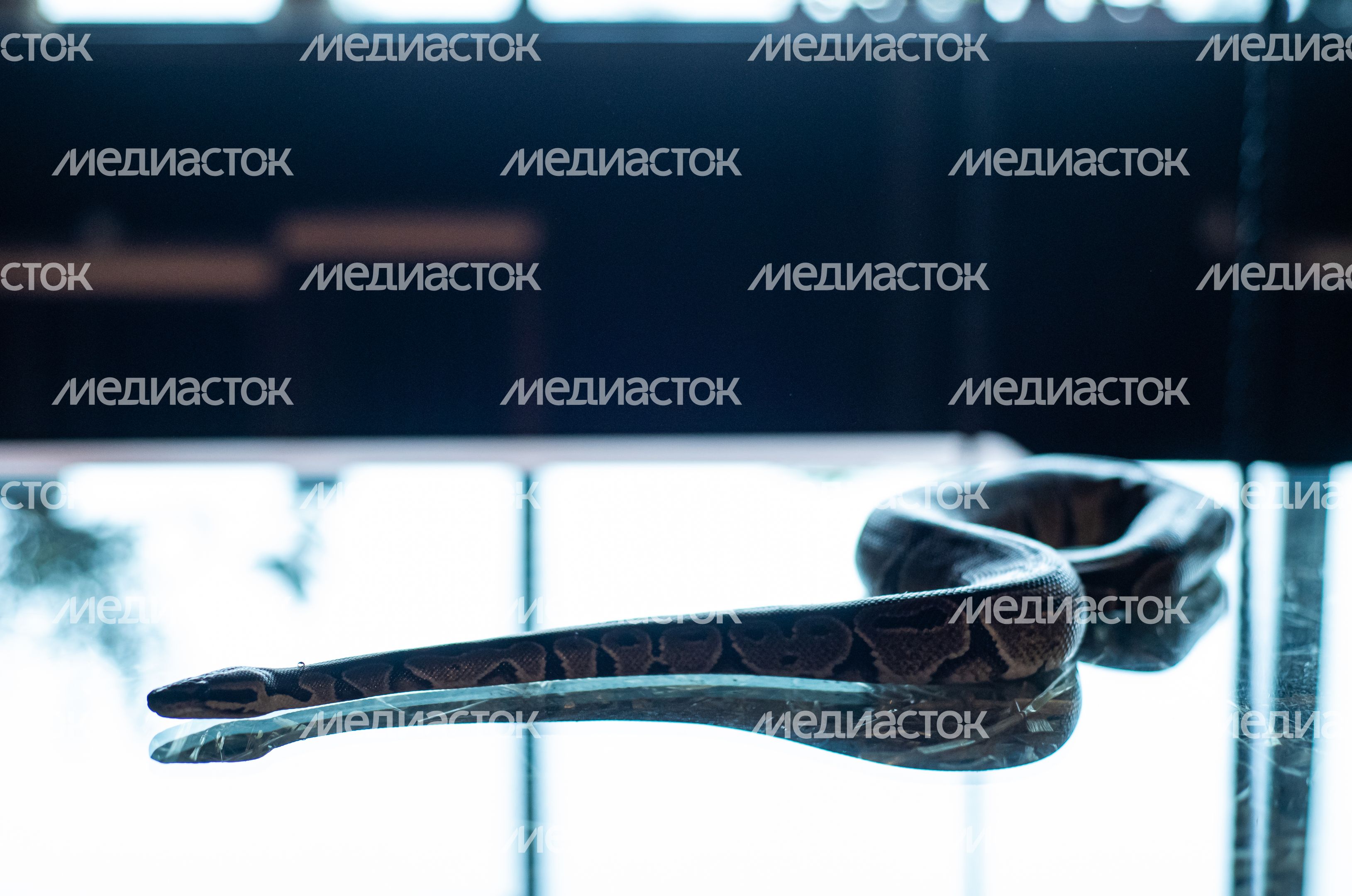 ЗооСад Конноспортивного комплекса «Дивный»
