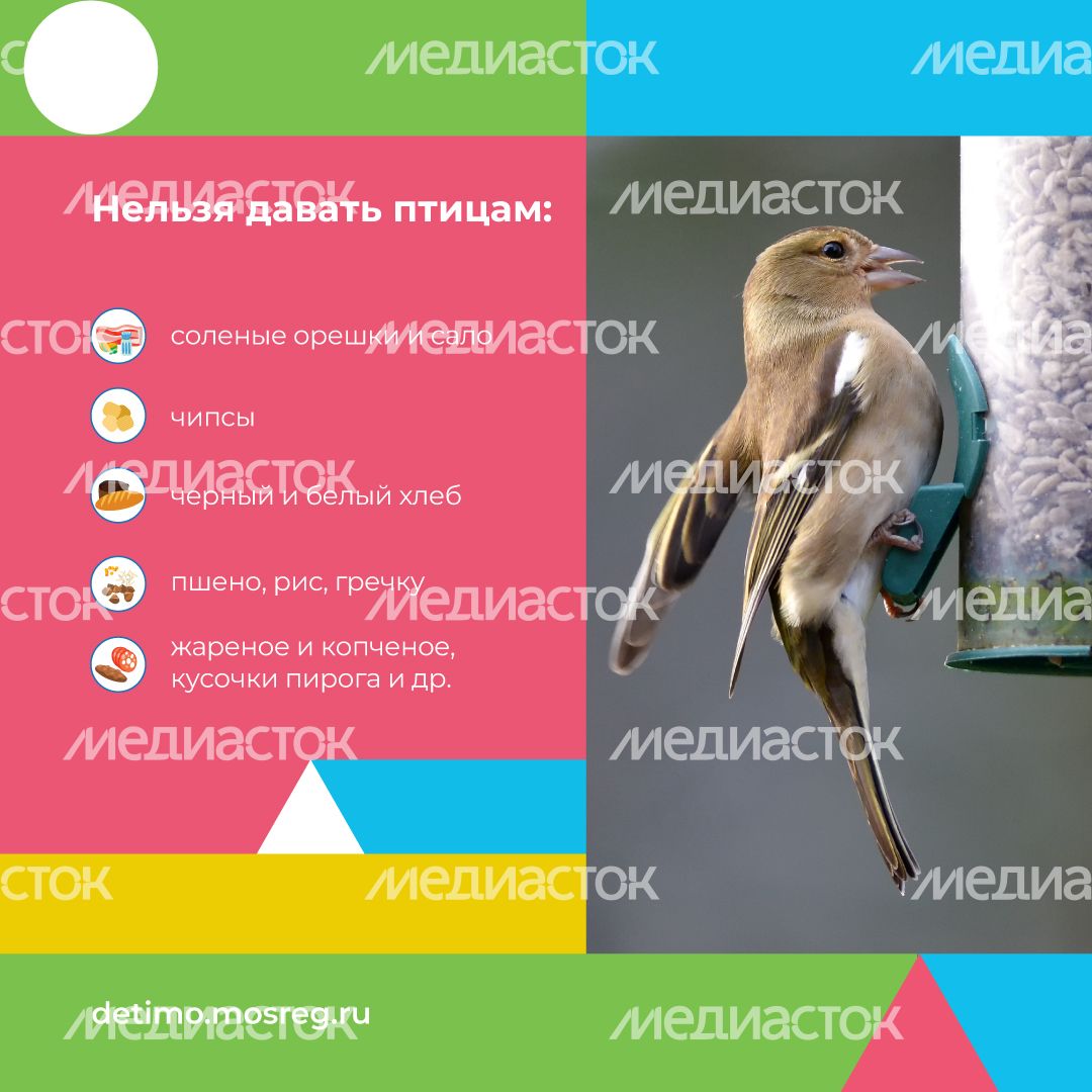 синичкин_день_квадрат_05.jpg