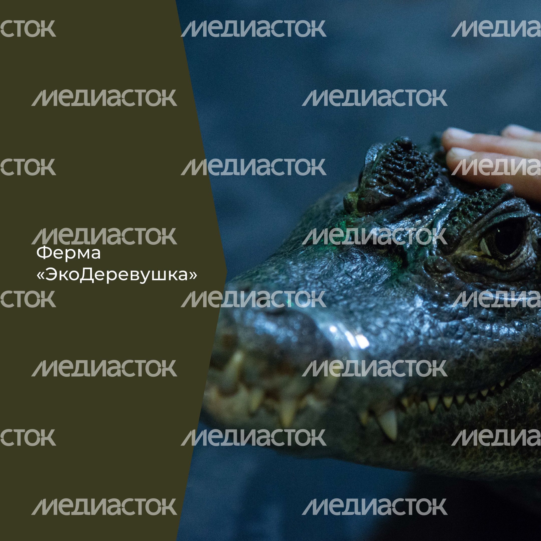 Фермы с животными-24.jpg