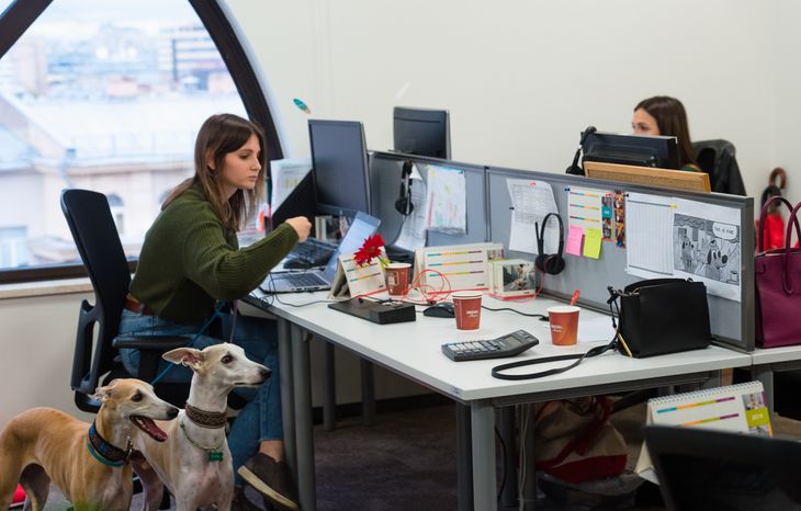 Pet‑friendly офис Purina