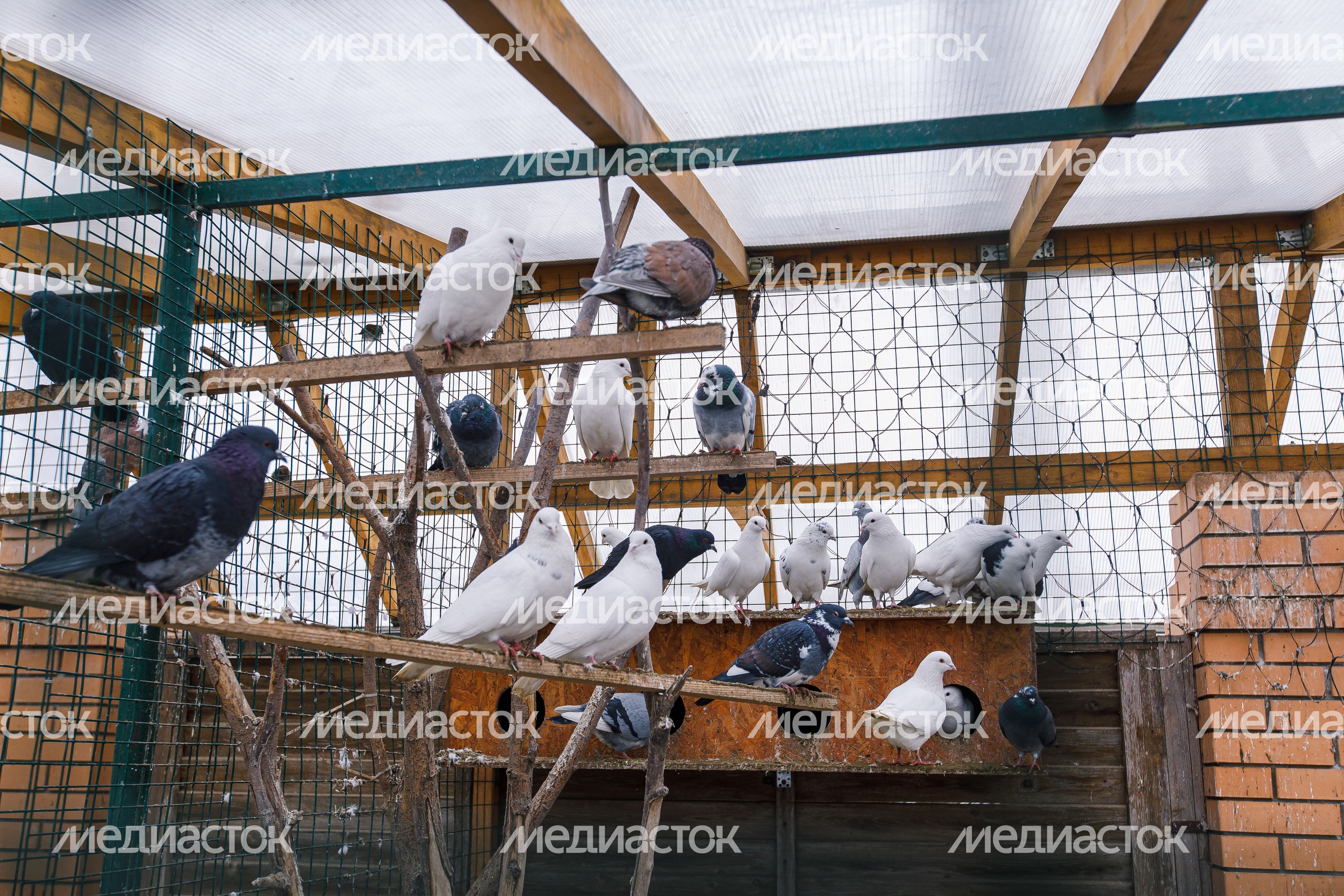 Мытищи. Мини-ферма «Страус»
