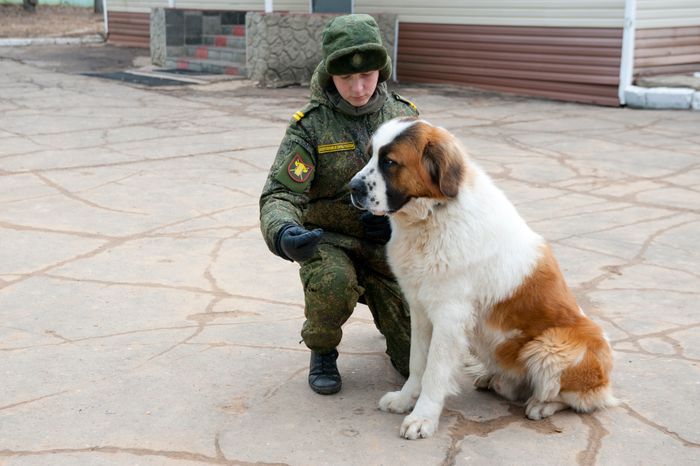 Племенной питомник «Красная Звезда» в Дмитровском районе