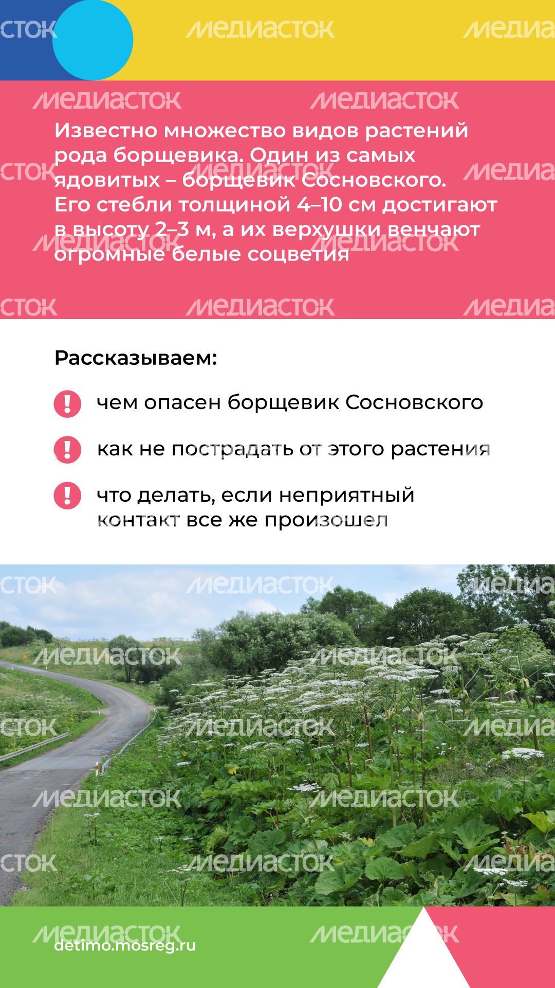 Вертикаль_Борщевик Сосновского_02.png