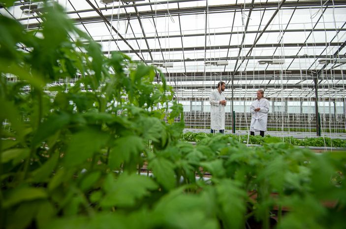 Теплицы крупного семеноводческого агропромышленного комплекса ООО «Агрофирма Партнер»