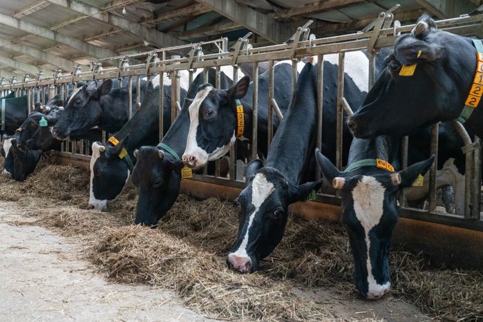 Ферма "Ройгас" в д. Малое Крутое в г.о. Шаховская
