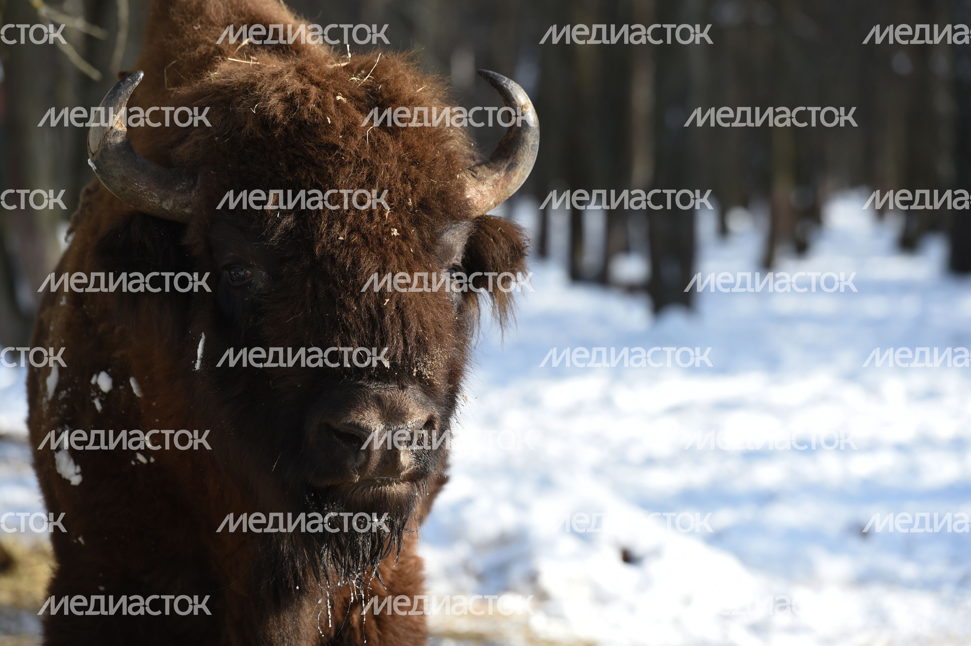 Современники мамонтов: как живут подмосковные зубры