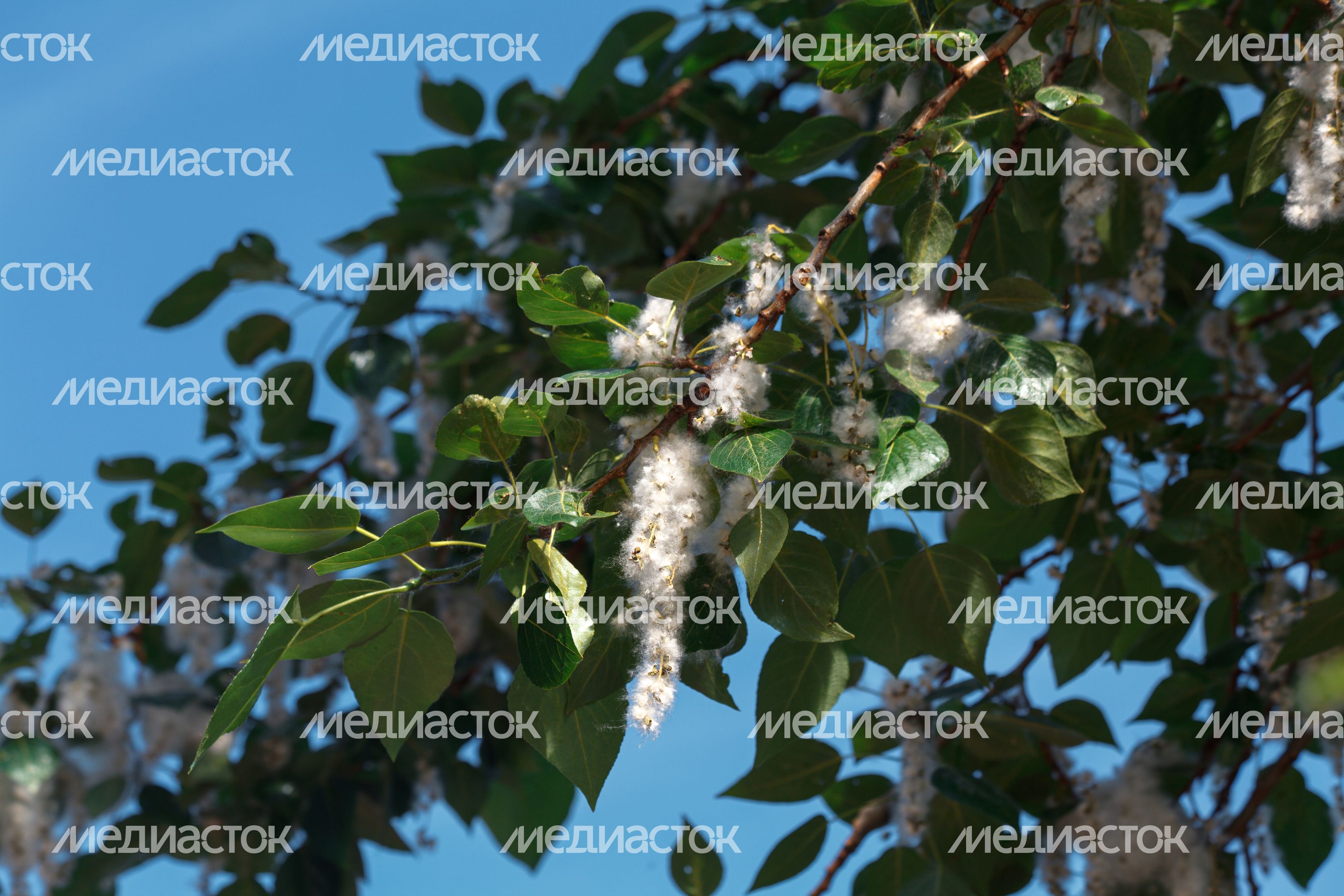 Тополиный пух в сквере им. Б.К. Громцева в городе Дзержинский округа Люберцы Тополиный пух в сквере им. Б.К. Громцева в городе Дзержинский округа Люберцы