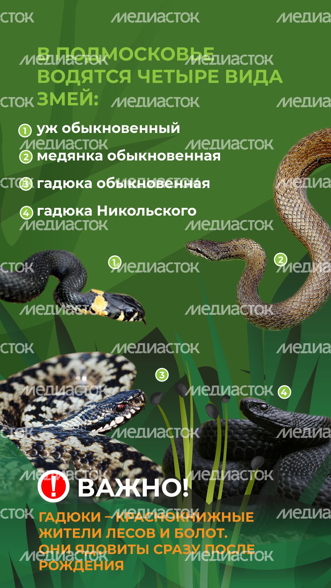комлесхоз_змеи_верт_3