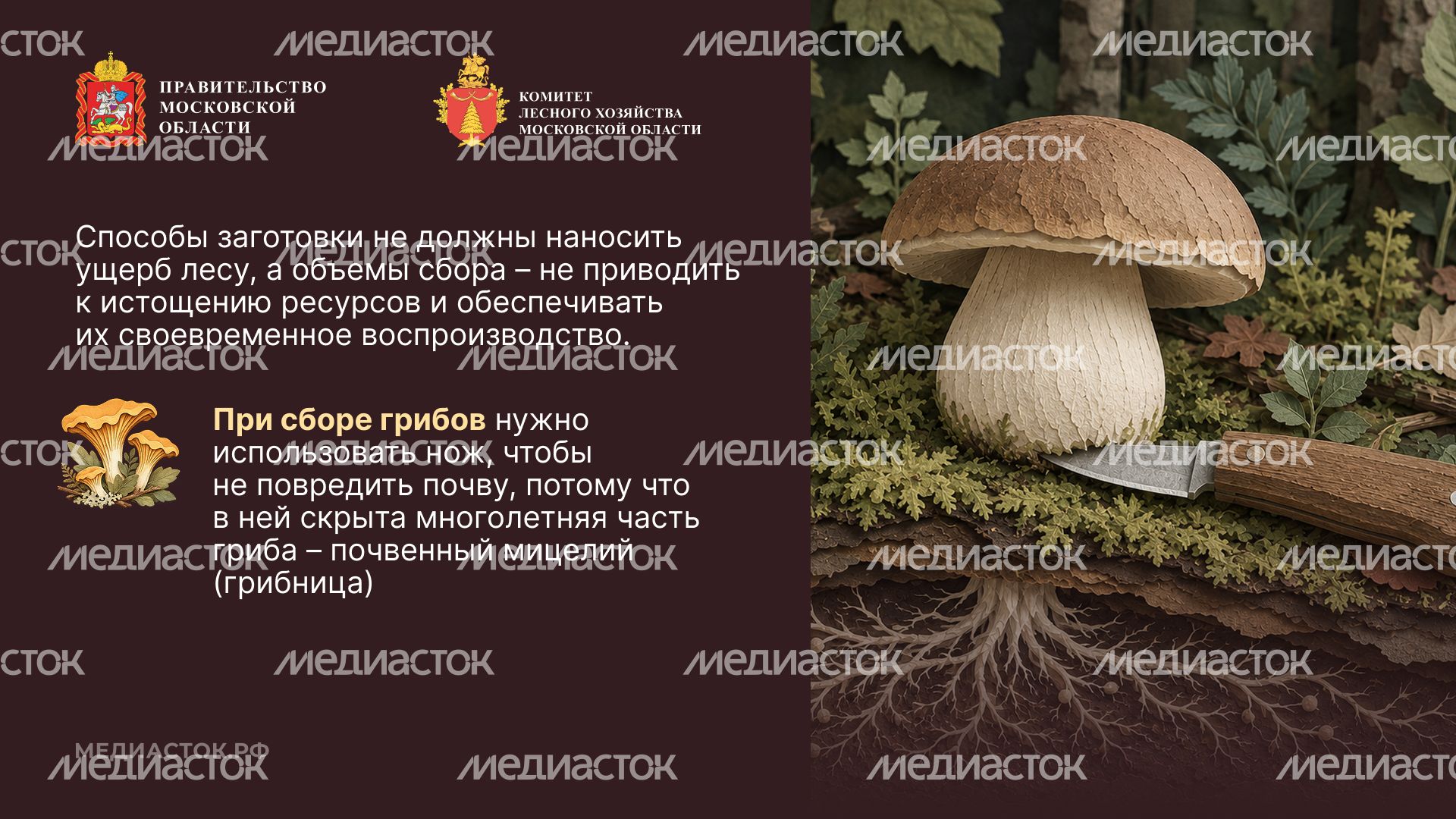 Ягоды, грибы, лекарственные растения горизонталь 05