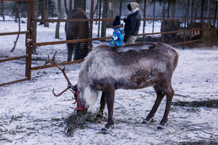 Оленья ферма ZooОleni в Рузском округе