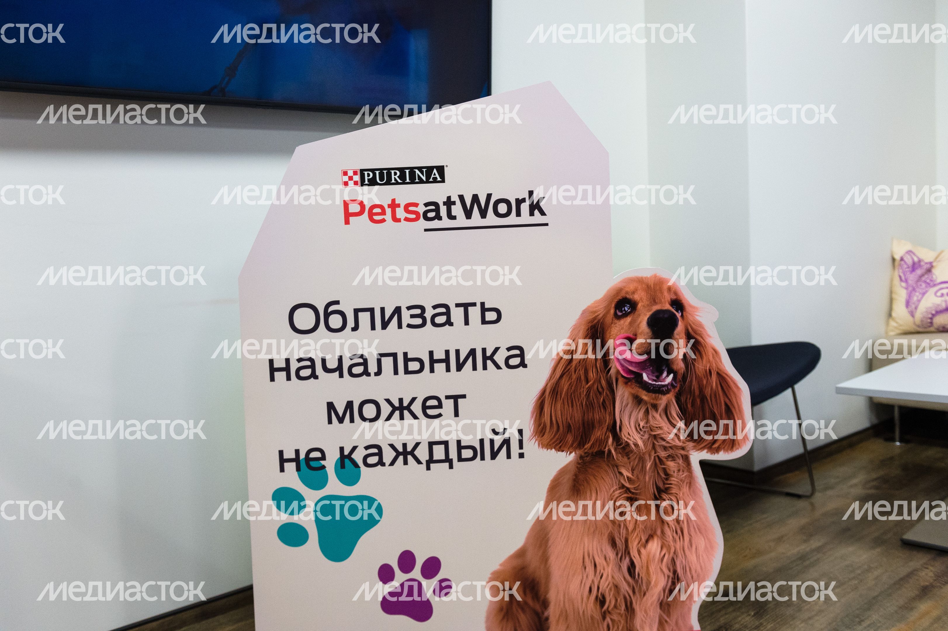 Pet‑friendly офис Purina