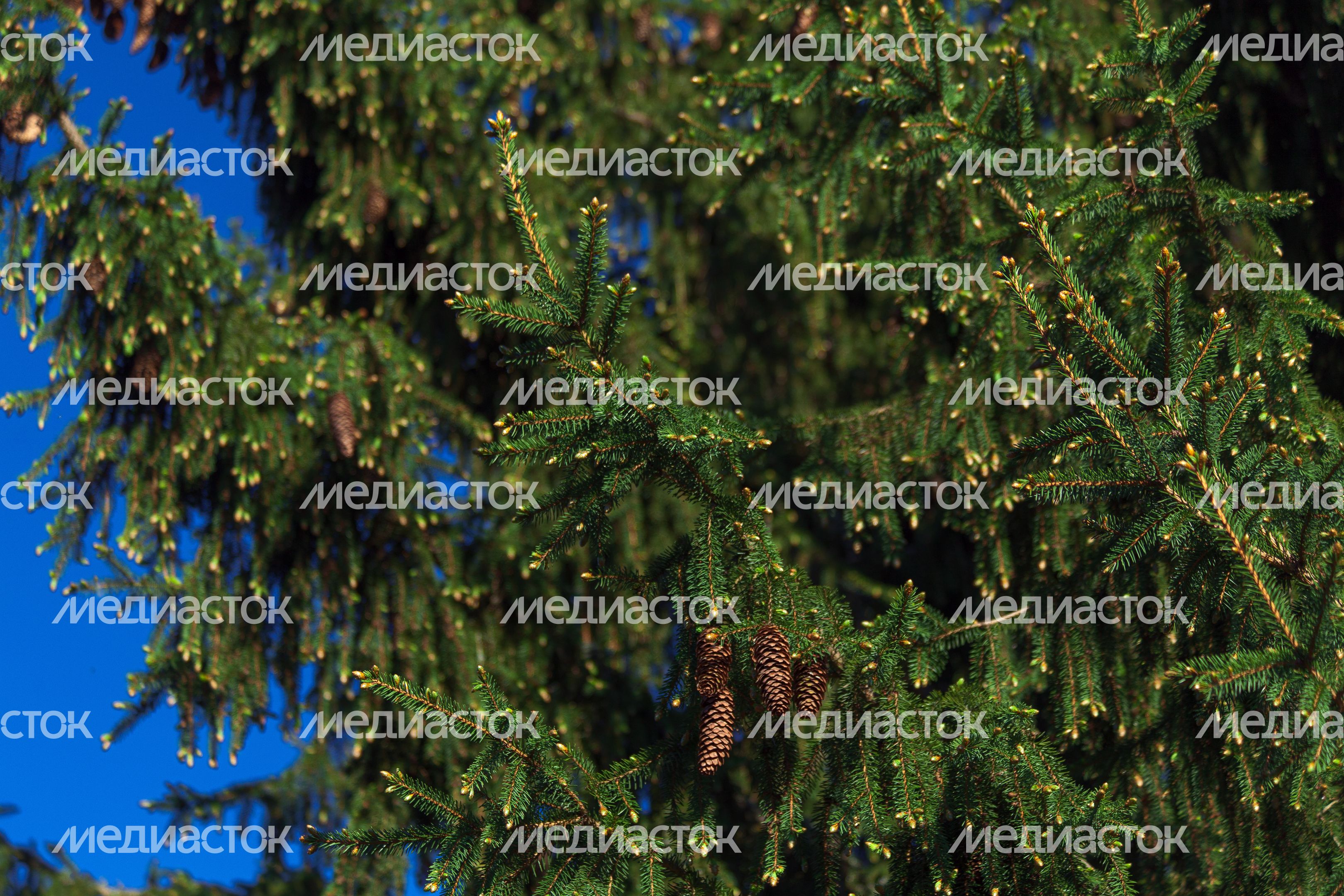 Природа Подмосковья: молодые иголки на ветви ели Природа Подмосковья: молодые иголки на ветви ели