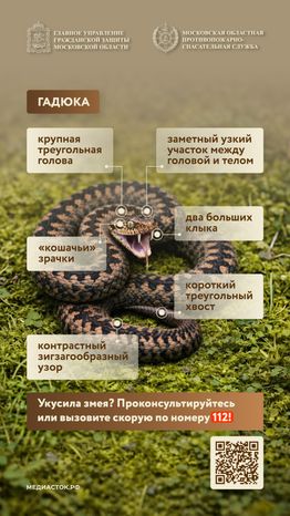 Гадюки вертикаль 03