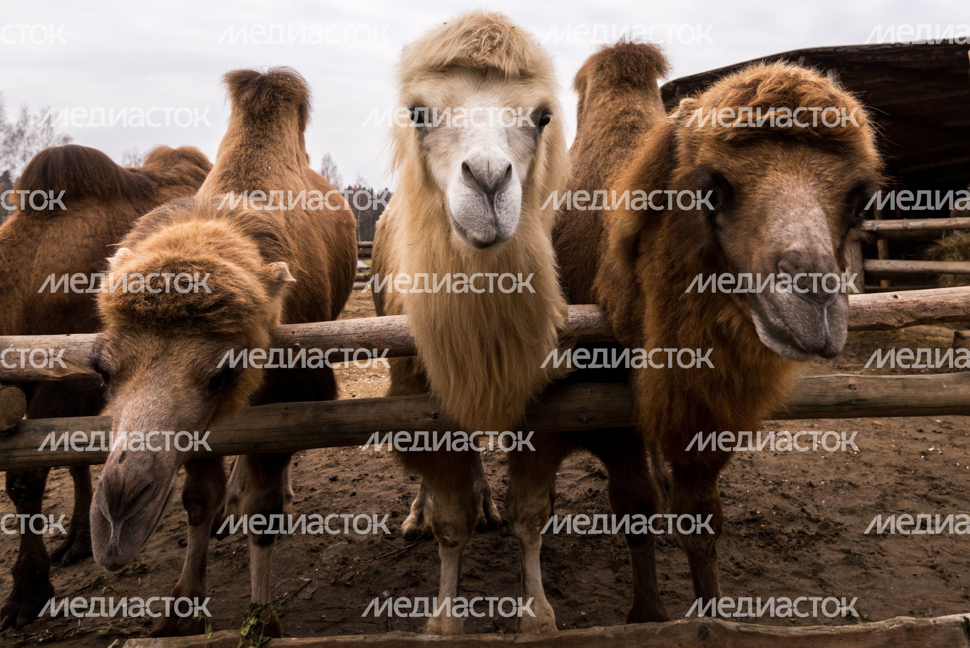 Этнопарк «Кочевник»