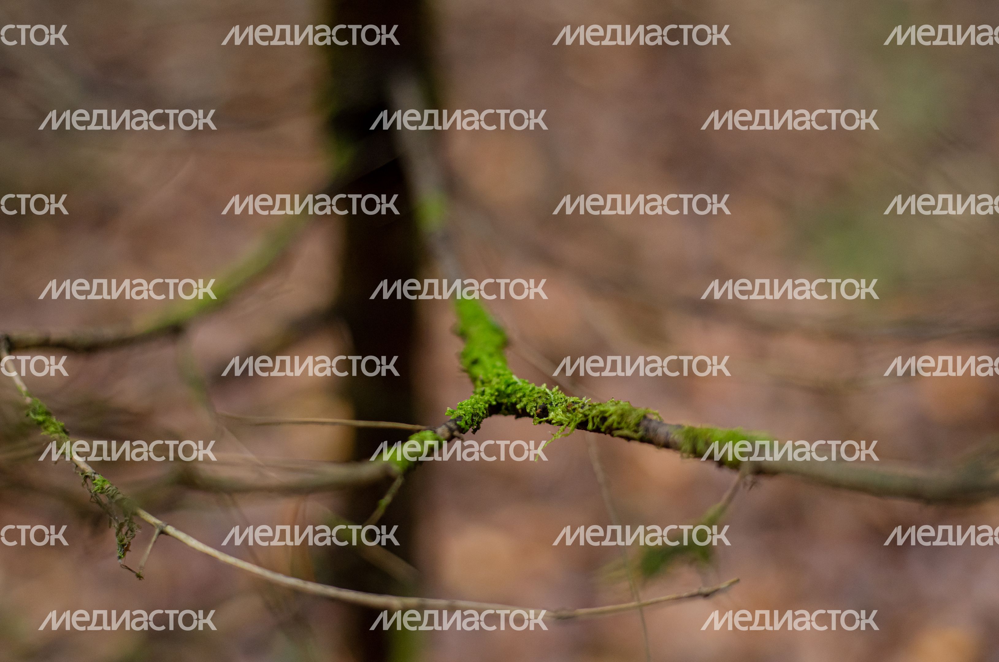 Осенние виды природного заказника Арюшина Гора
