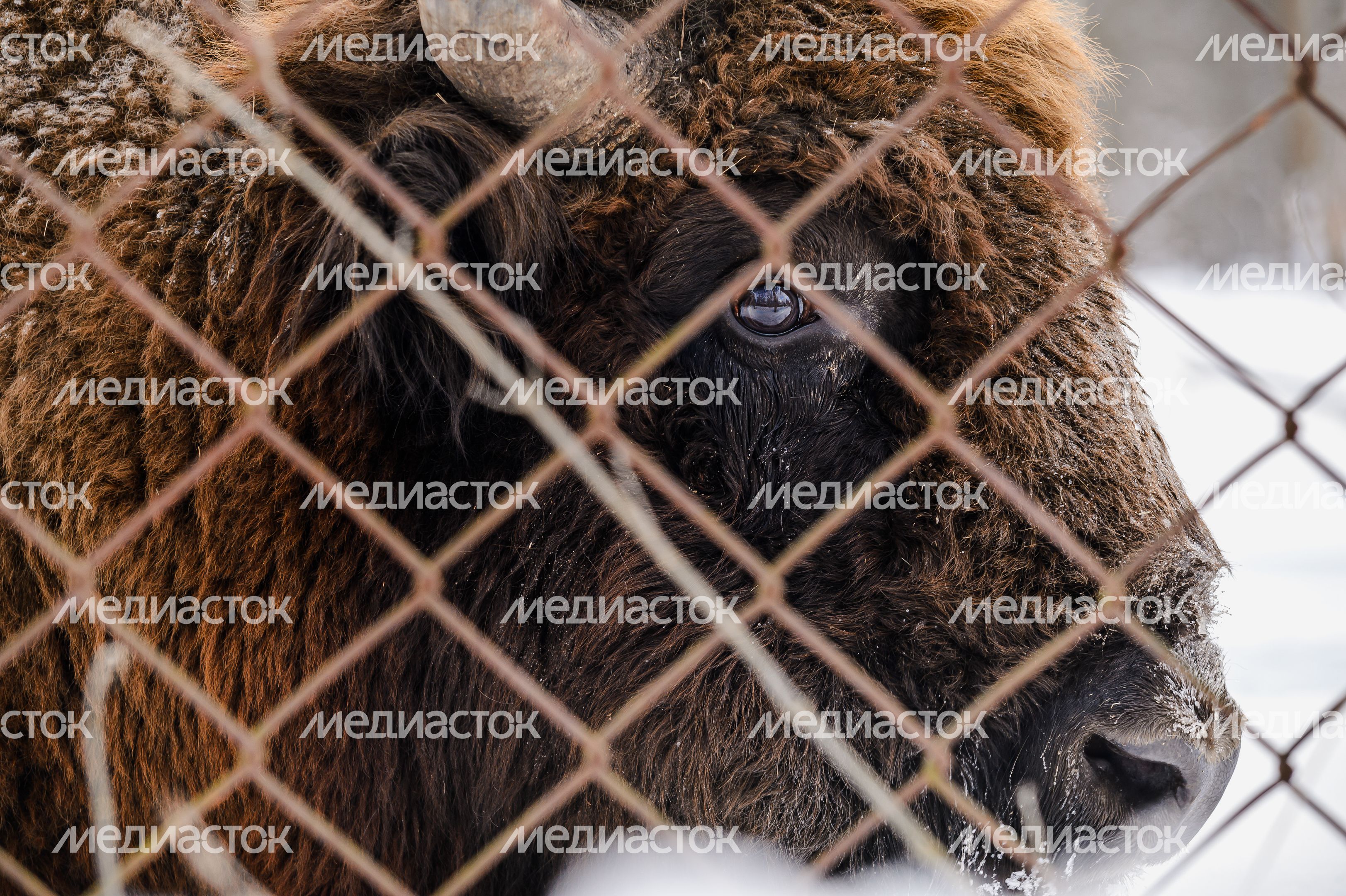 Приокско-Террасный государственный природный биосферный заповедник в Серпухове Приокско-Террасный государственный природный биосферный заповедник в Серпухове