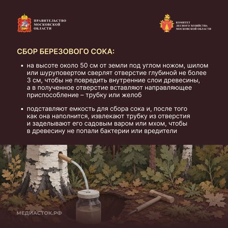 Ягоды, грибы, лекарственные растения квадрат 09