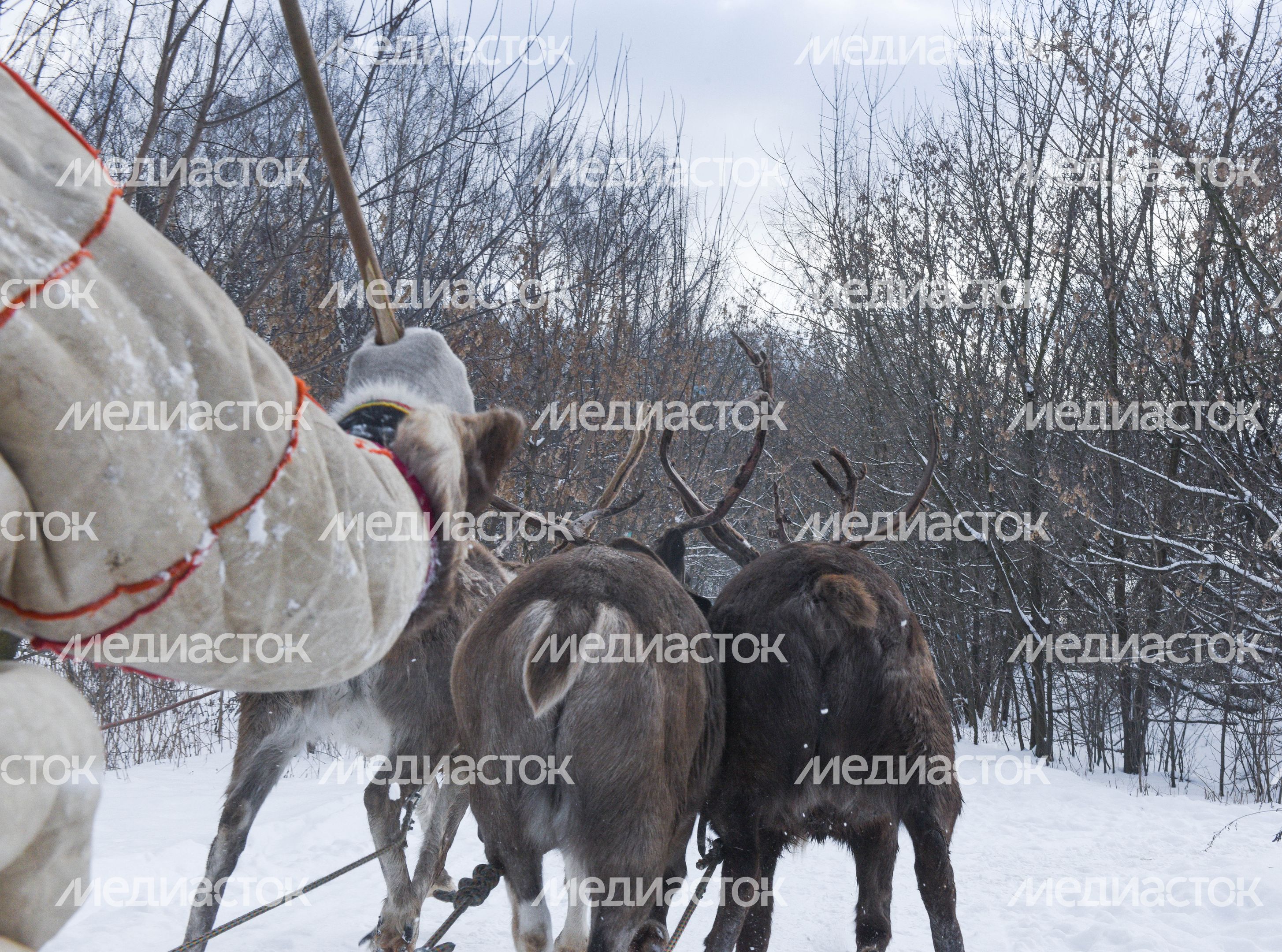 Оленья ферма в Дзержинском