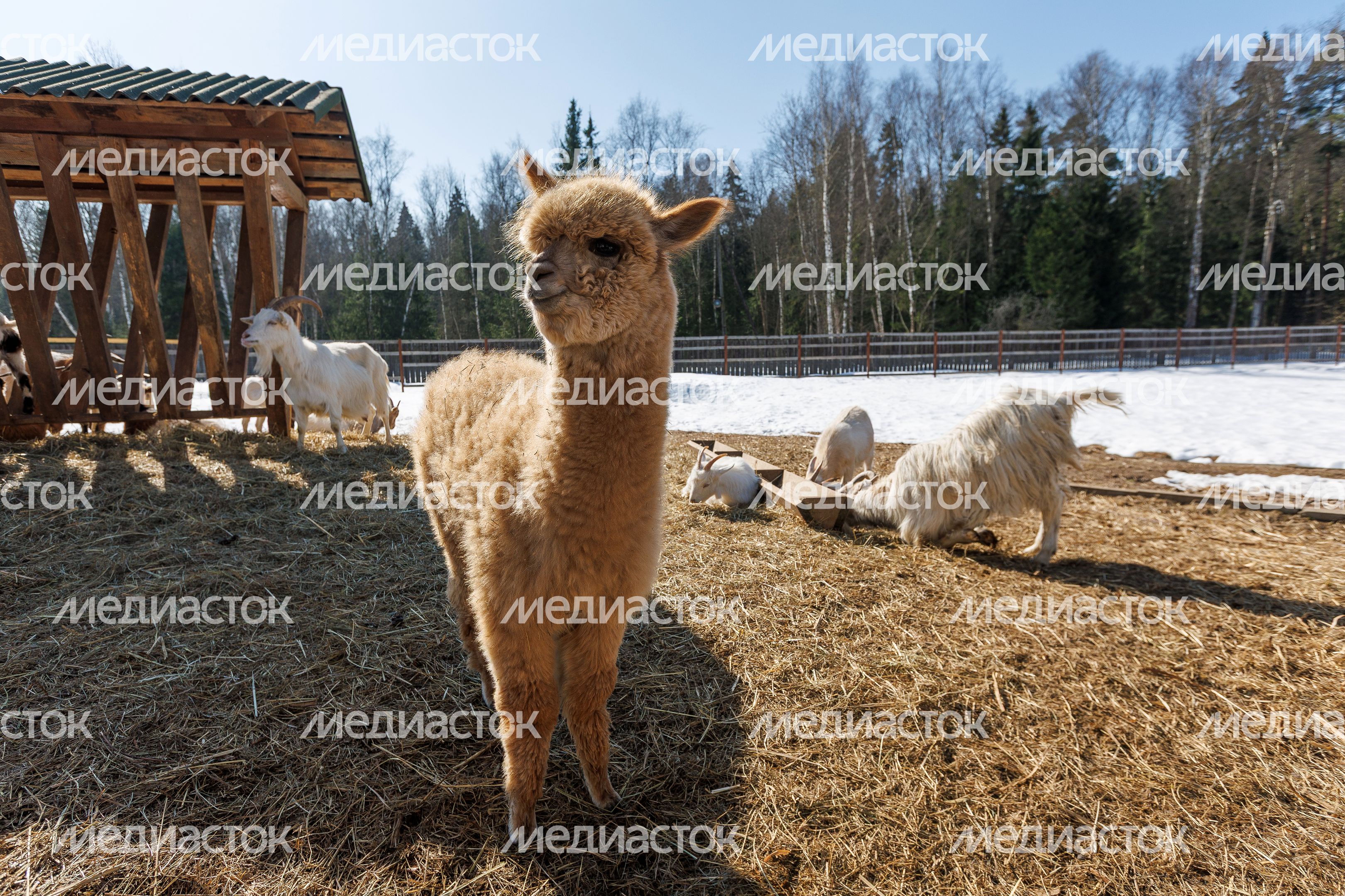 Животные Подмосковья: альпака в национальном парке «Лосиный остров» весной Животные Подмосковья: альпака в национальном парке «Лосиный остров» весной