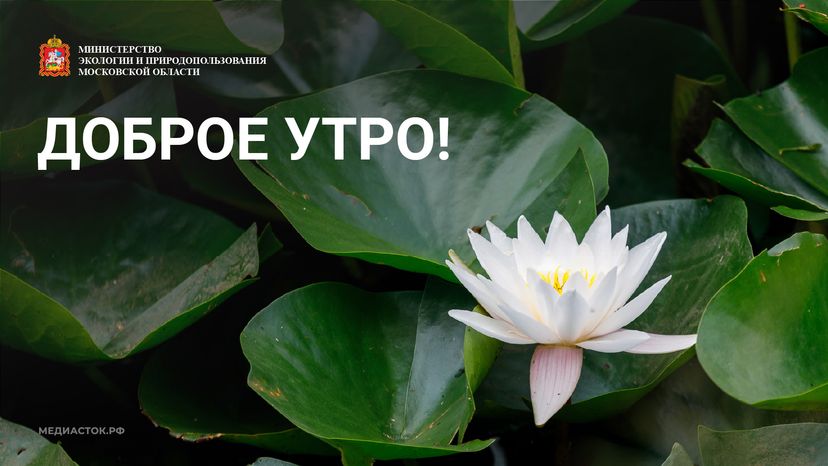 Доброе утро горизонталь 02