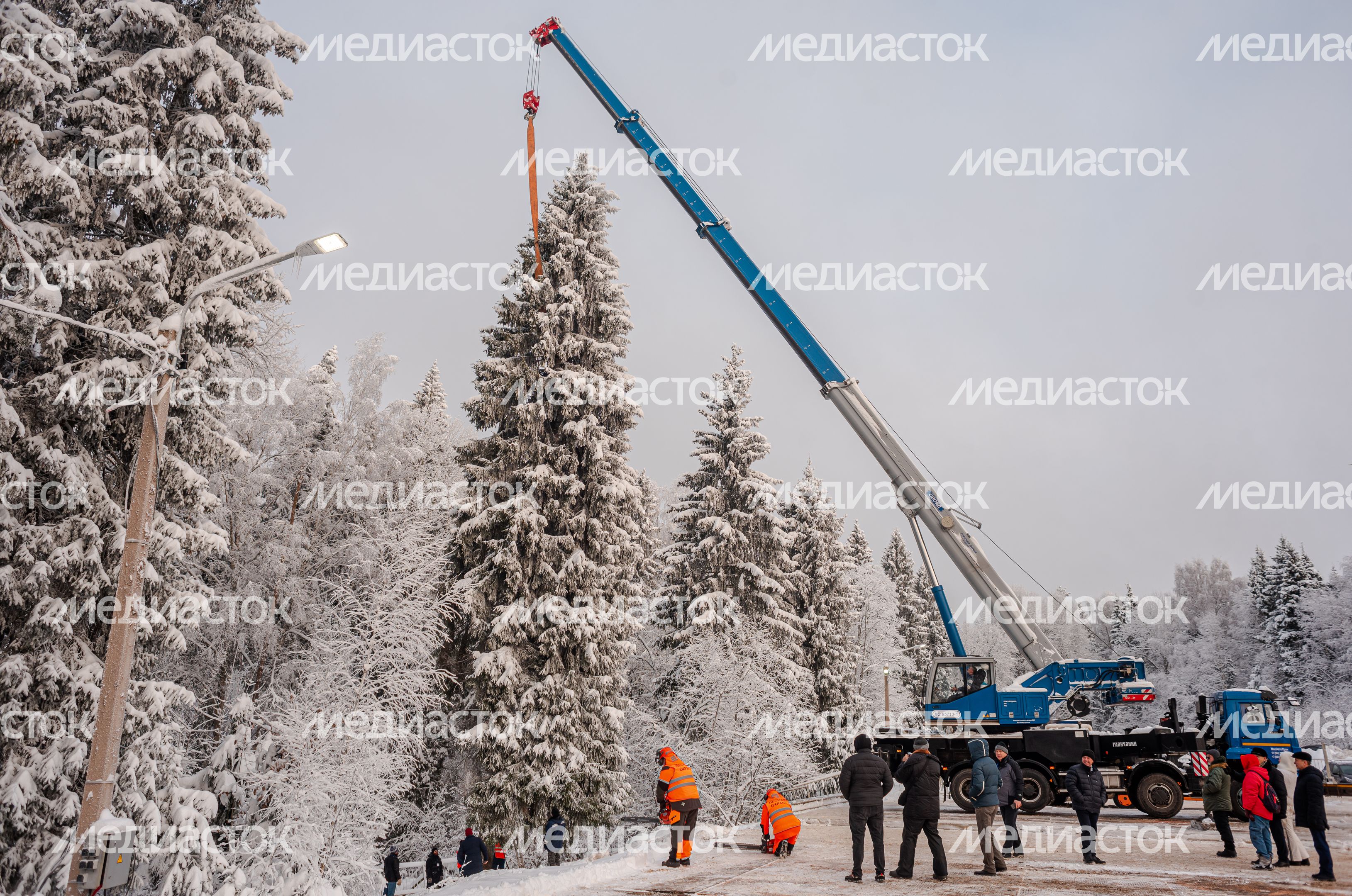 Рубка главной новогодней елки страны