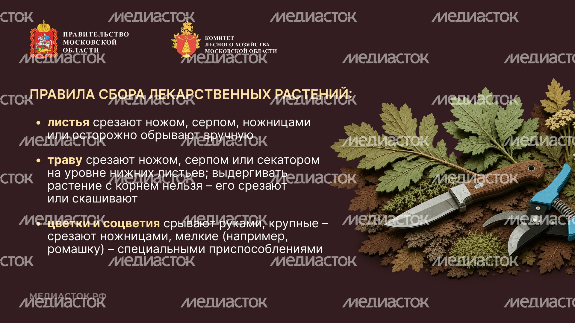 Ягоды, грибы, лекарственные растения горизонталь 07