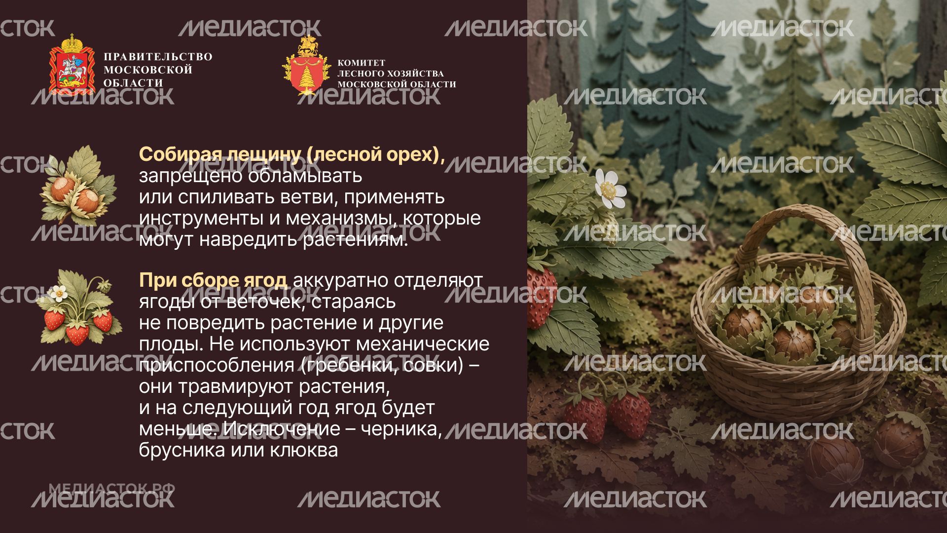 Ягоды, грибы, лекарственные растения горизонталь 06