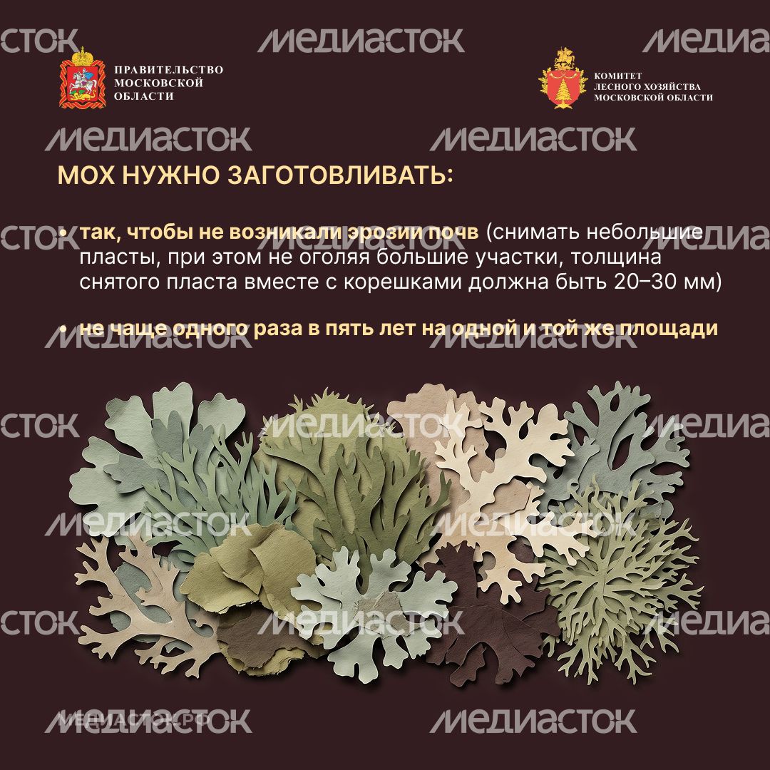 Недревесные ресурсы для собственных нужд Квадрат 09