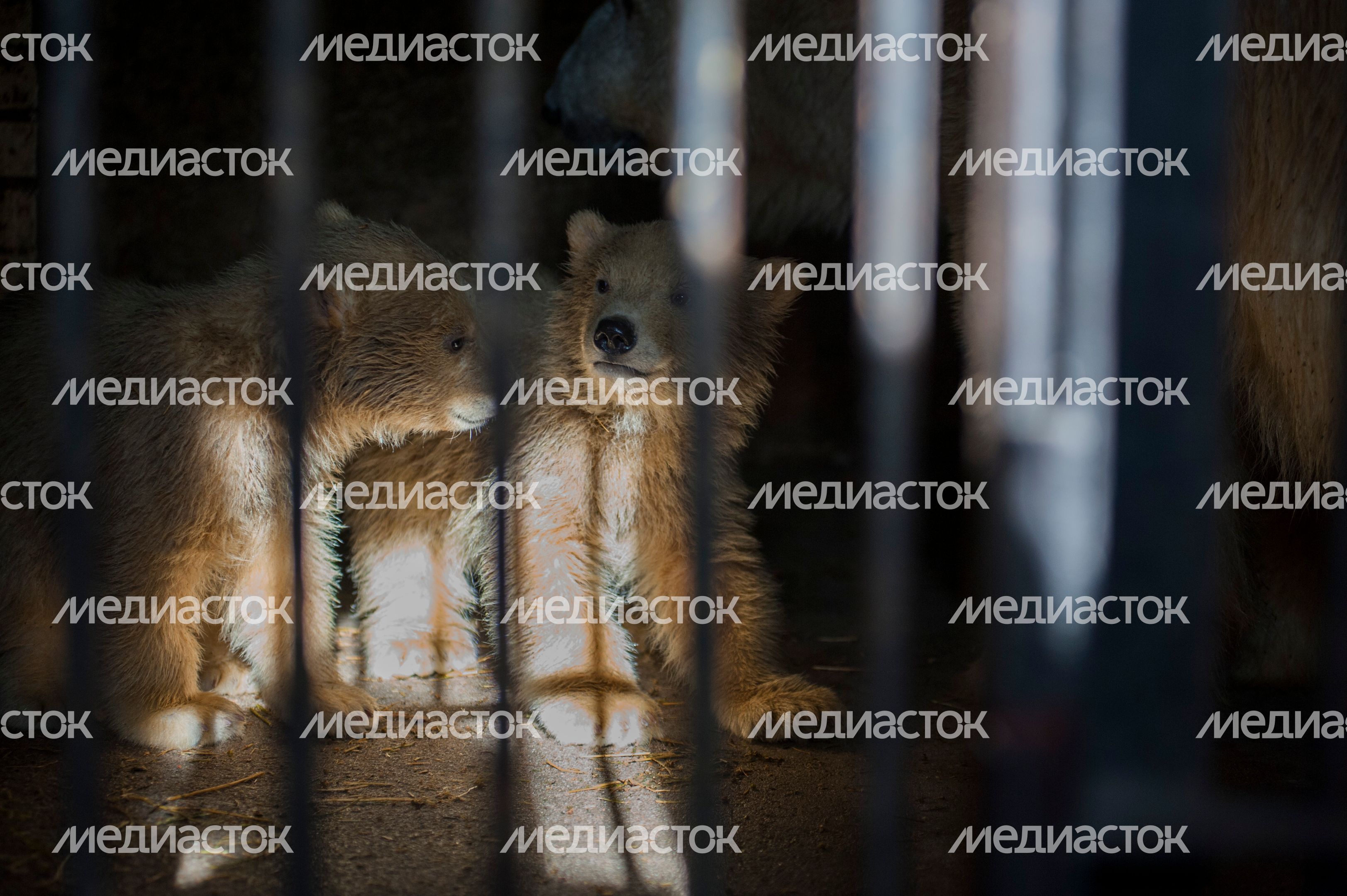 Белые медвежата в Московском зоопарке