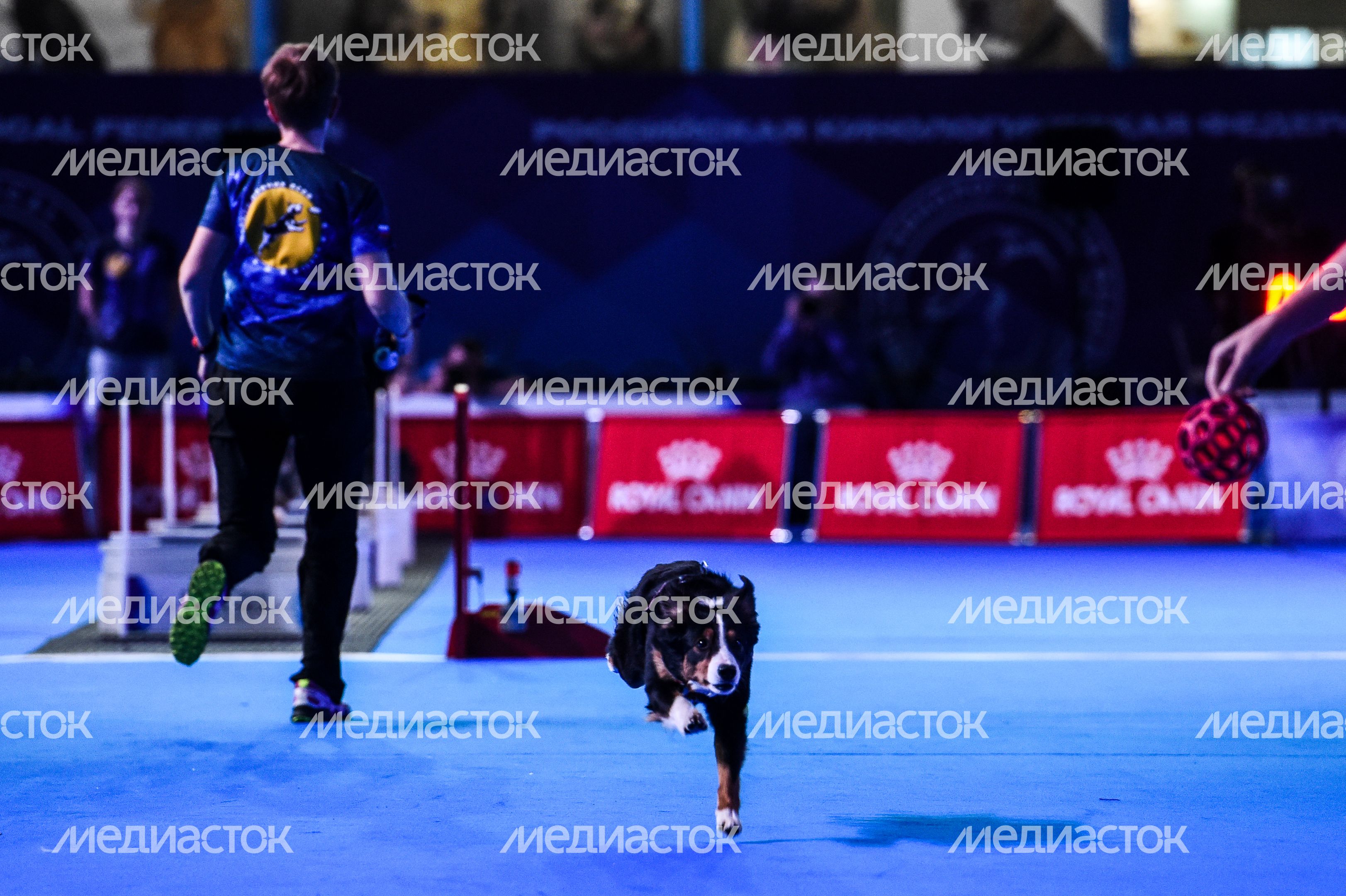 Выставка собак Евразия‑2018 прошла в Подмосковье