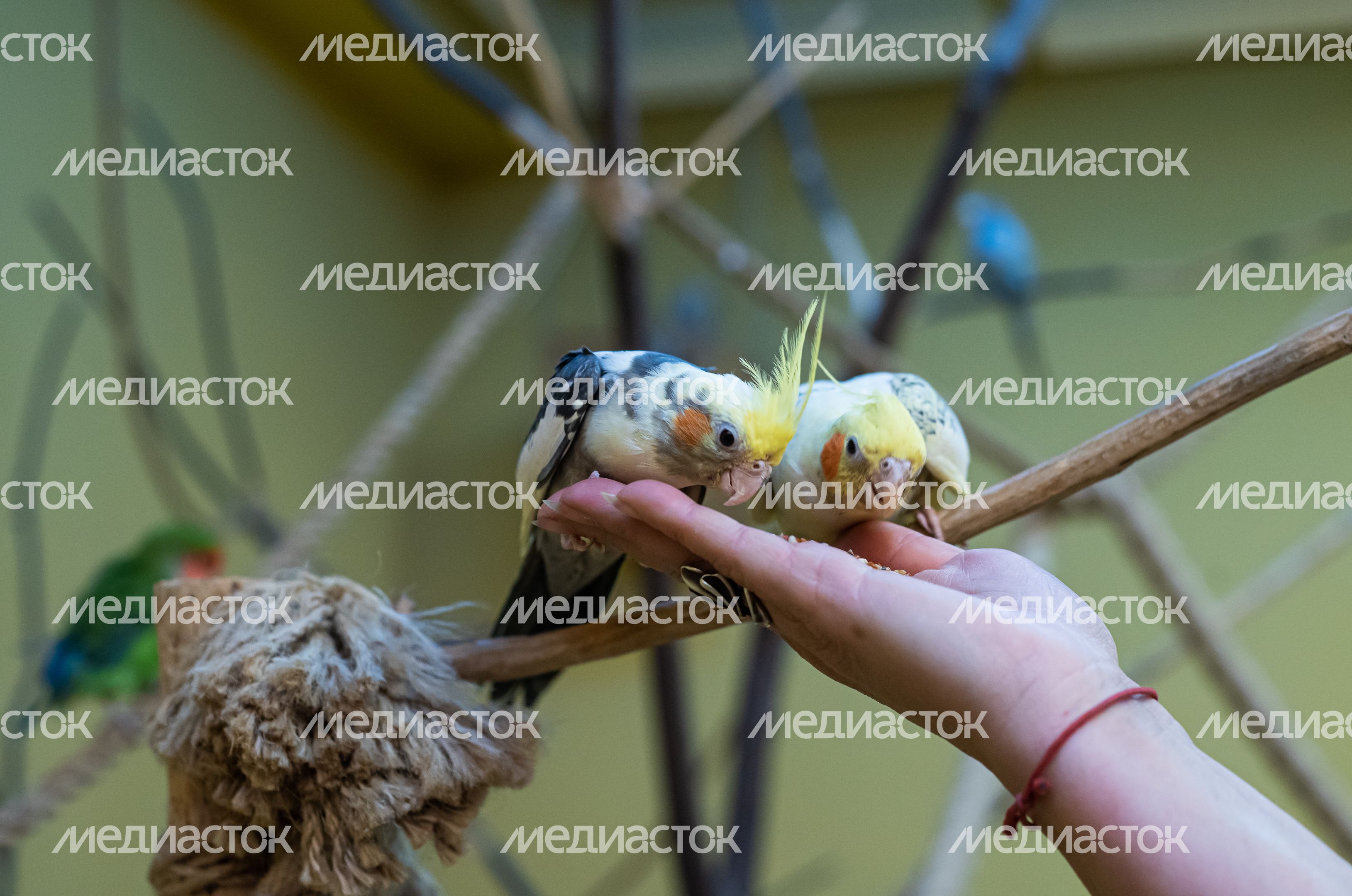 Зимний Конноспортивный комплекс «Дивный»