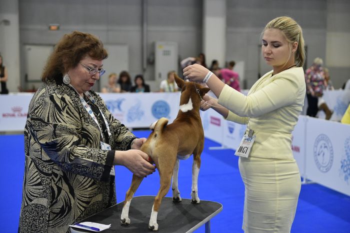 Всемирная выставка собак World Dog Show 2016 в МВЦ «Крокус Экспо»