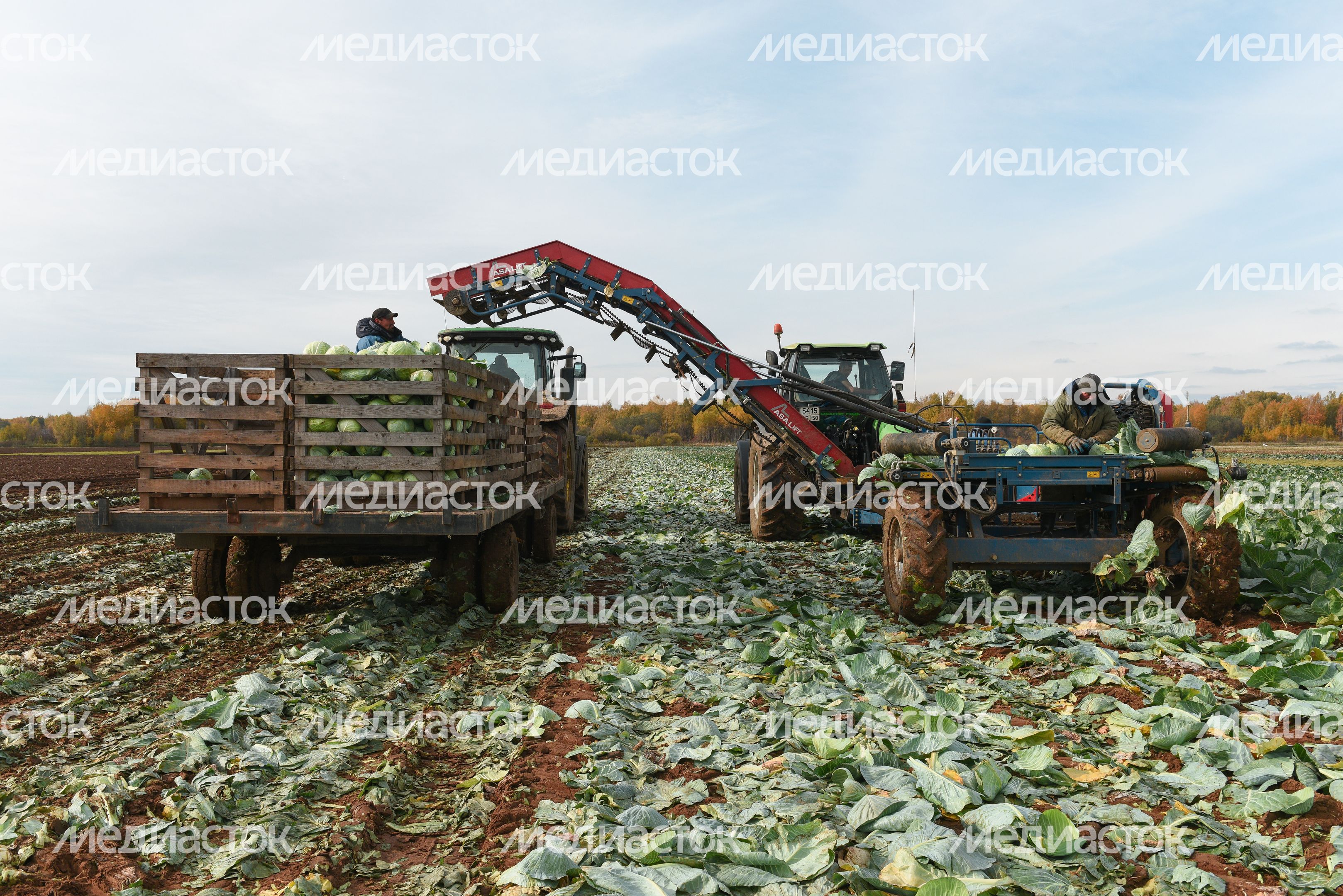 Сбор урожая капусты в Подмосковье