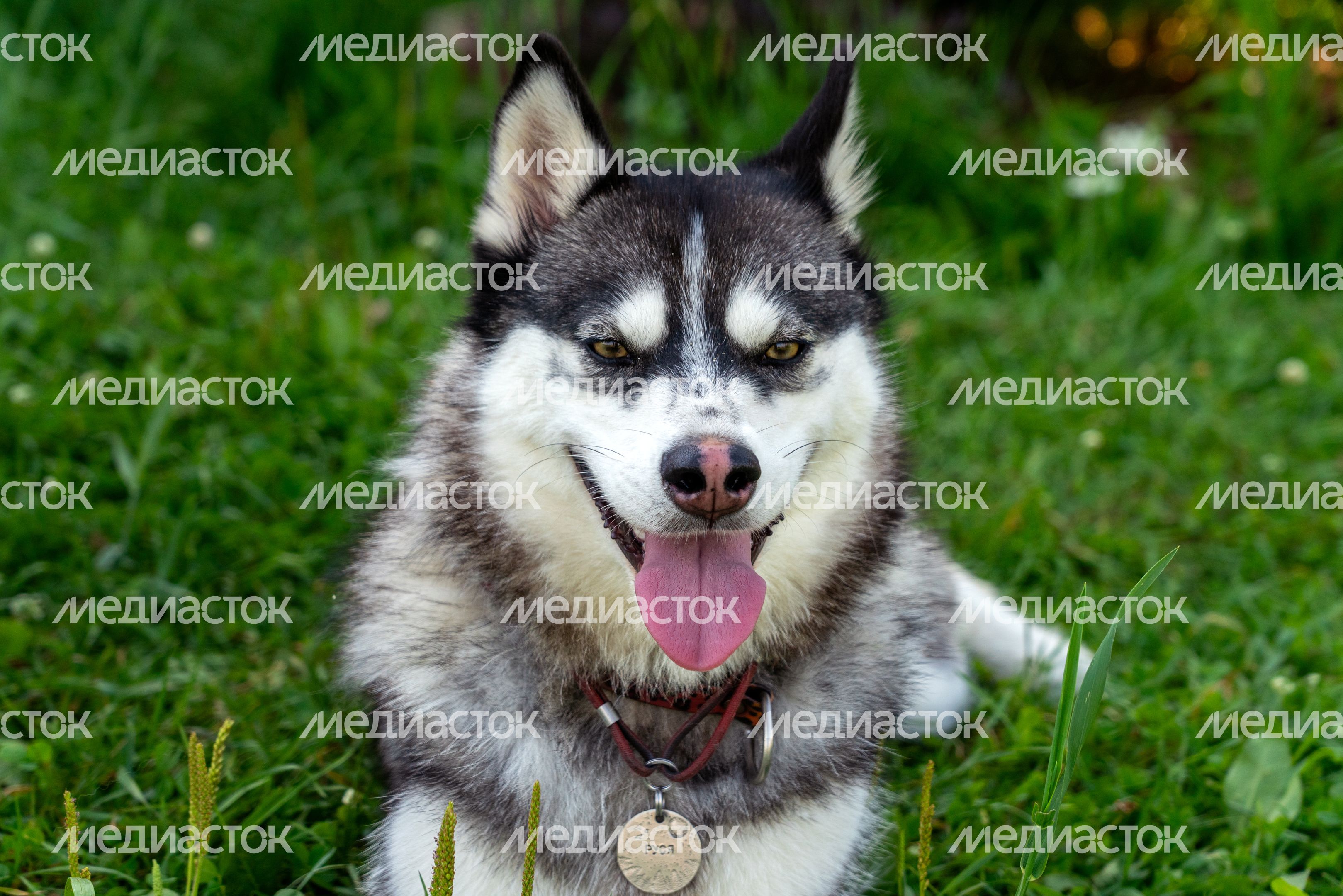 Хаски-деревня "Рузская Аляска". Лето Хаски-деревня "Рузская Аляска". Лето