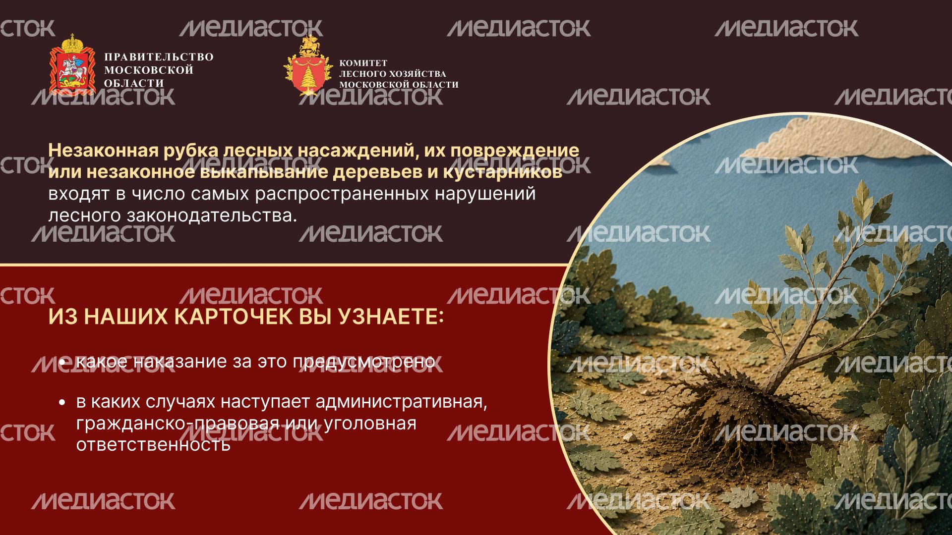 Незаконная рубка горизонталь 02