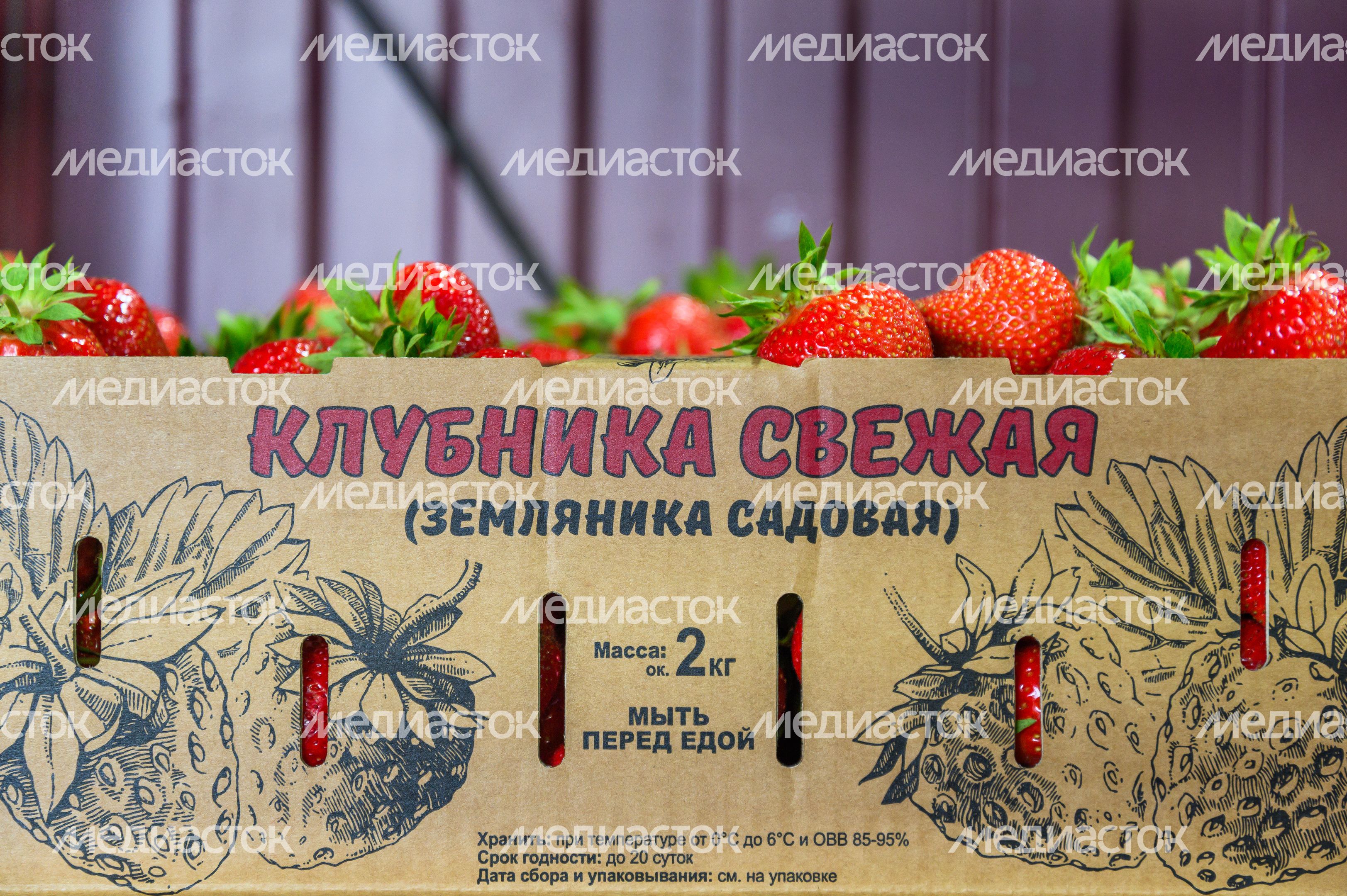 Луховицкая клубника на полях ООО "Русская ягода"