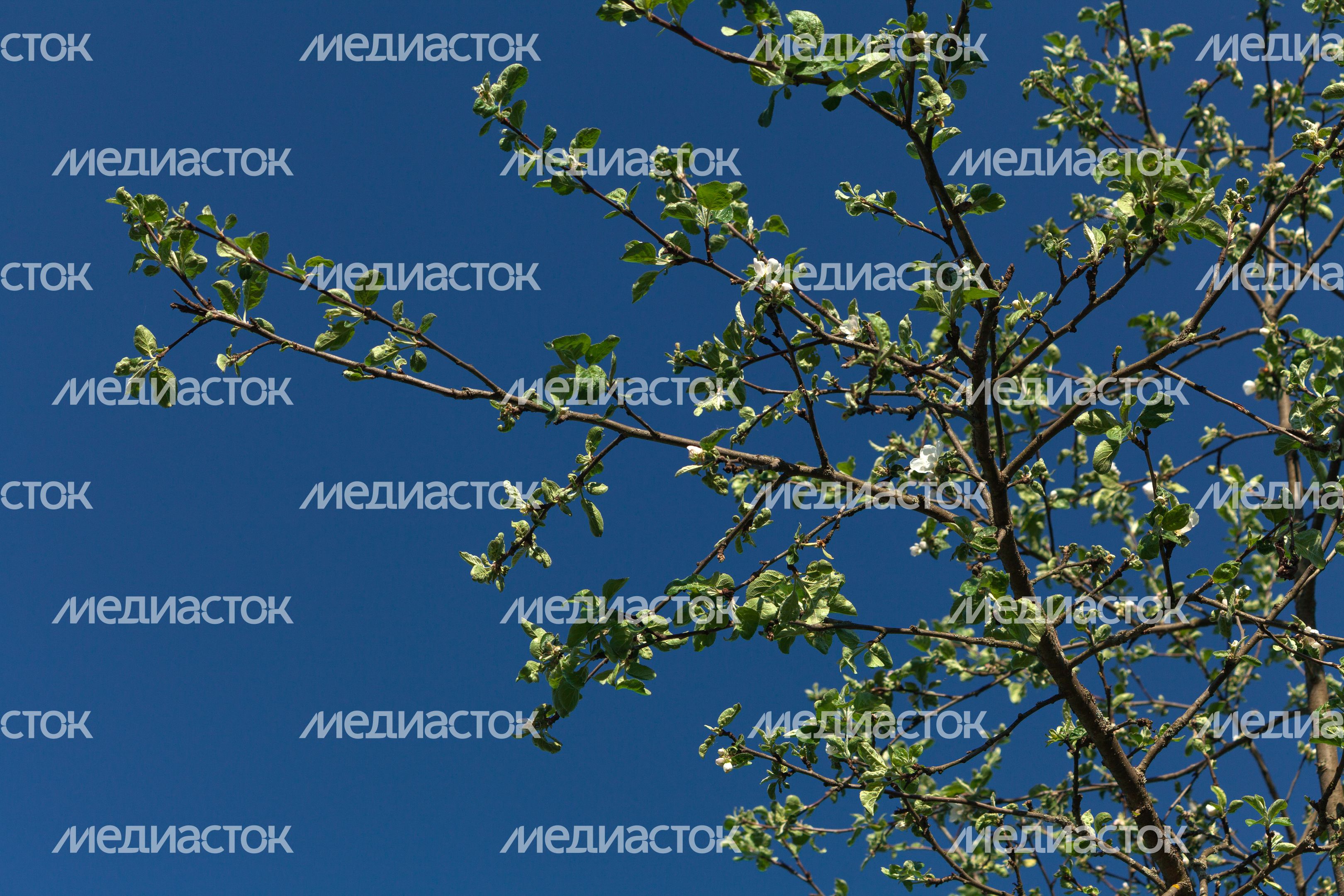 Природа Подмосковья: весна в Тучково Рузского округа Природа Подмосковья: весна в Тучково Рузского округа