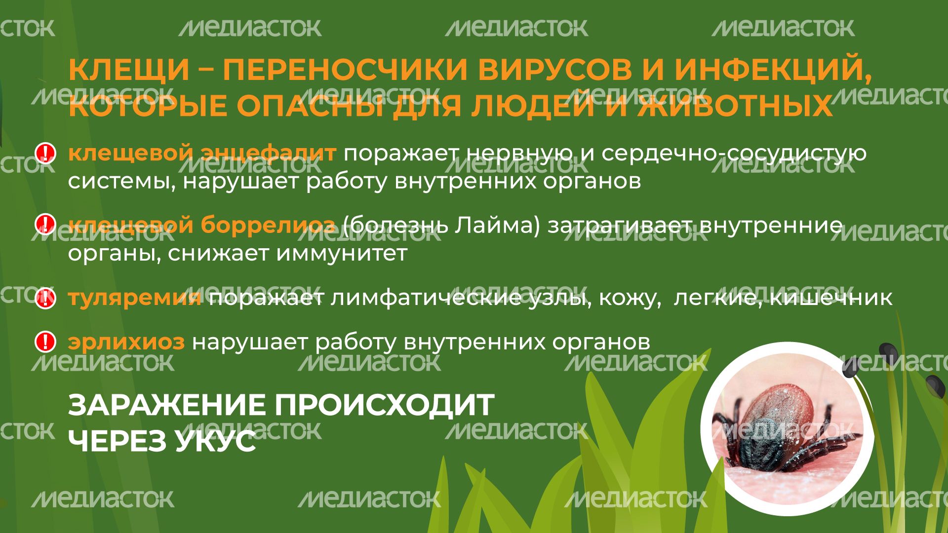комлесхоз_клещи_гор_3