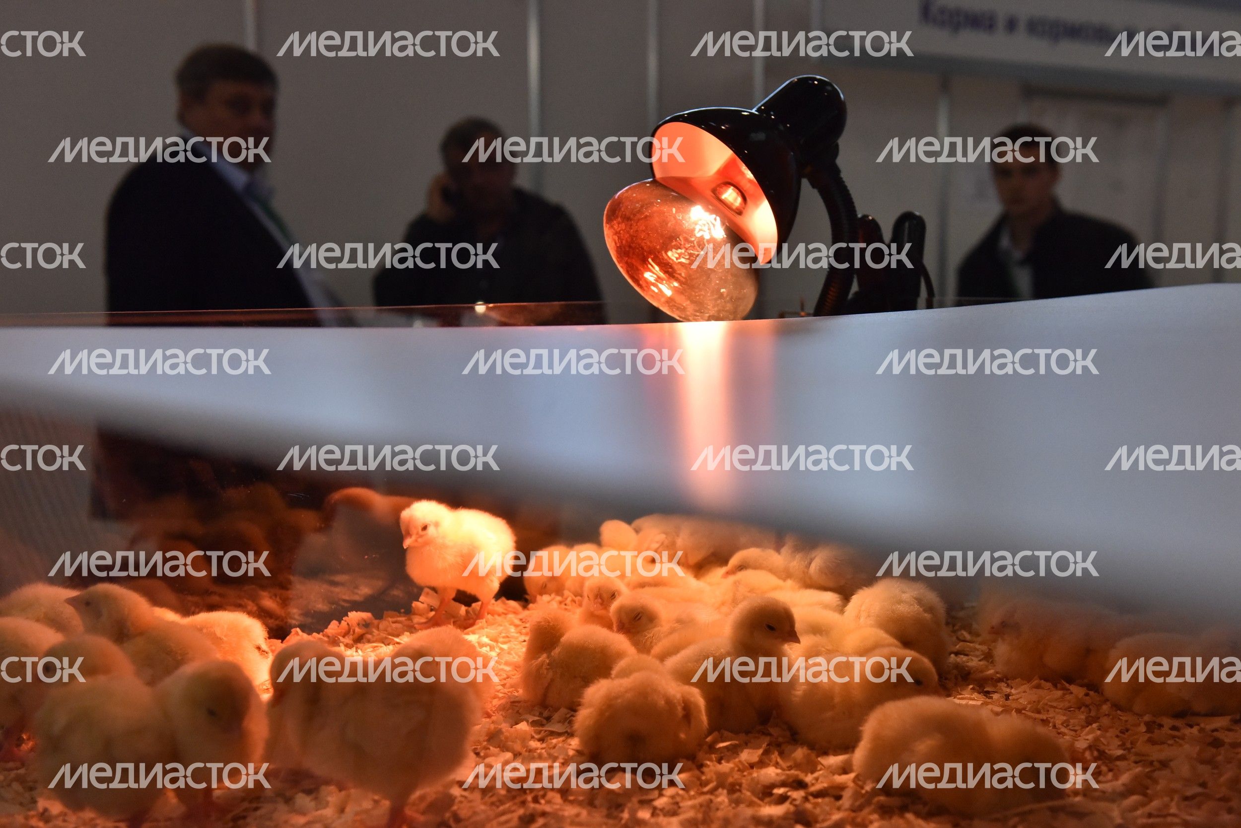 XVIII Российская агропромышленная выставка «Золотая осень»