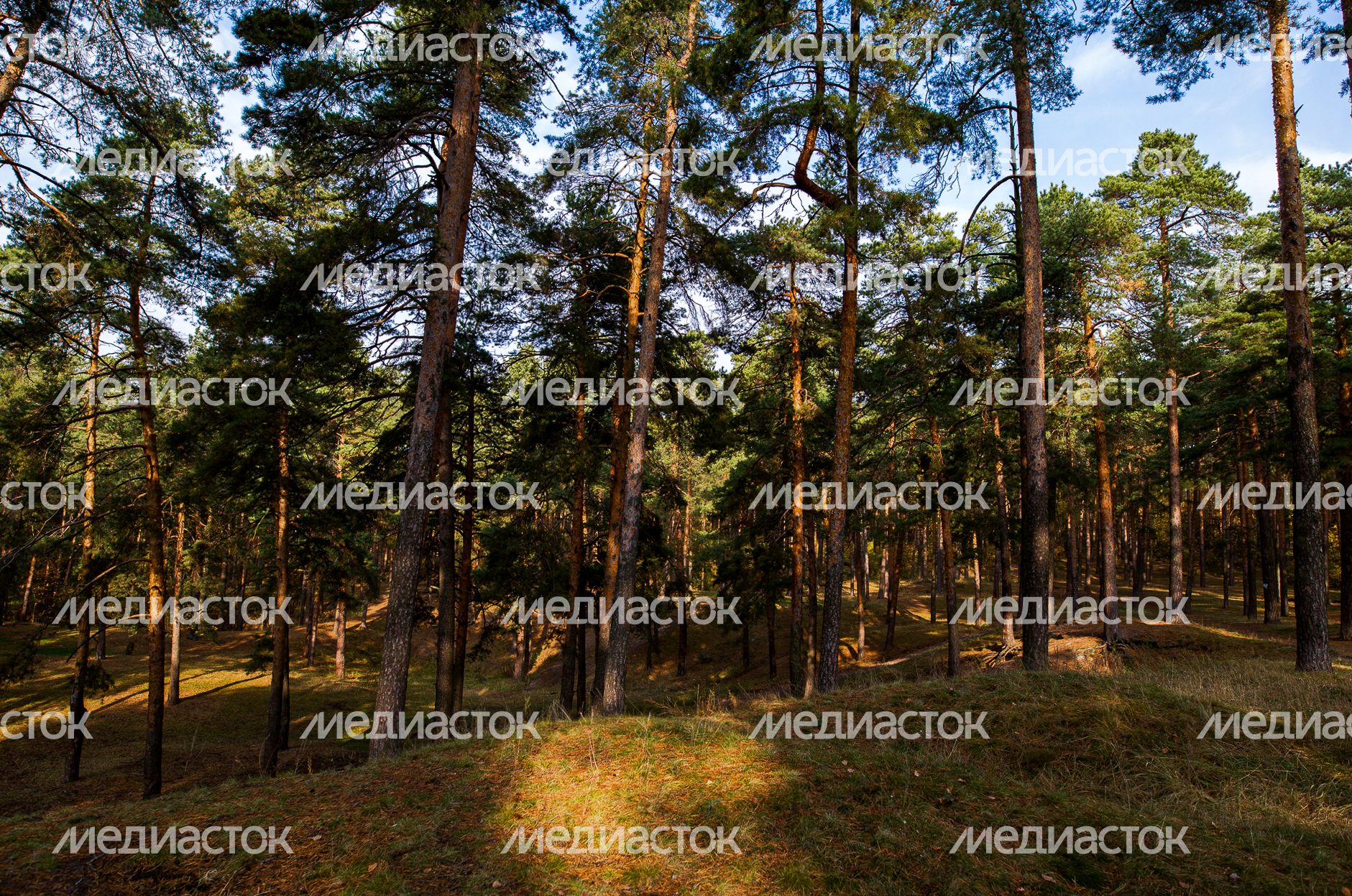 Осенние виды Томилинского лесопарка
