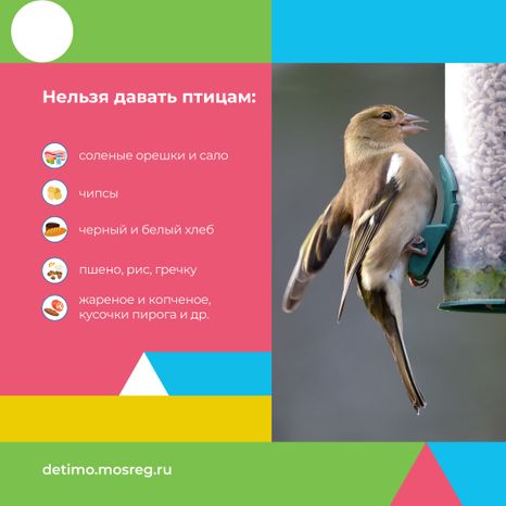 синичкин_день_квадрат_05.jpg