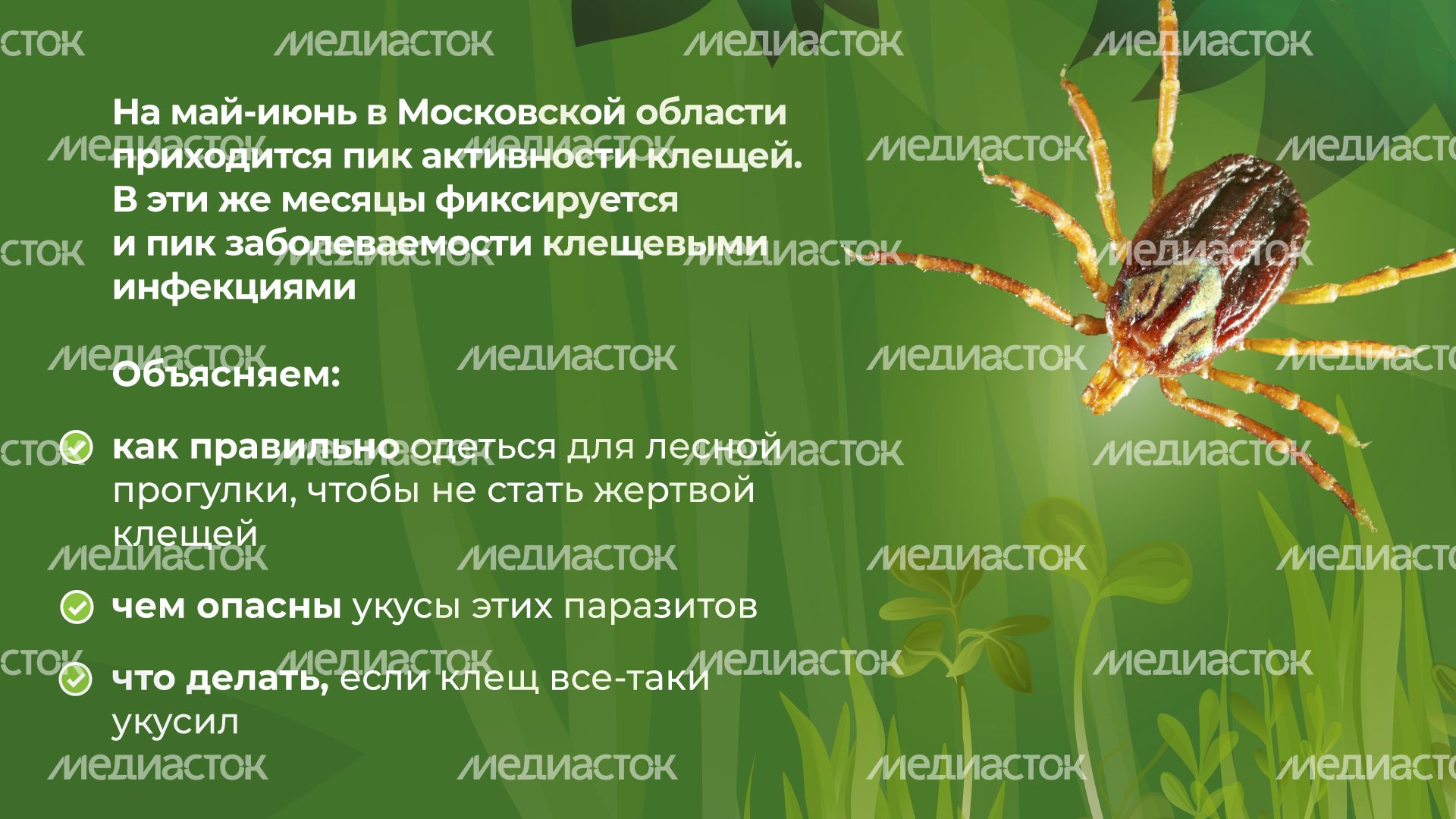 комлесхоз_клещи_гор_2