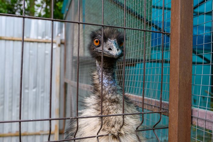 Страус на ферме «Бабушкин дворик» в слободе Алешино округа Воскресенск